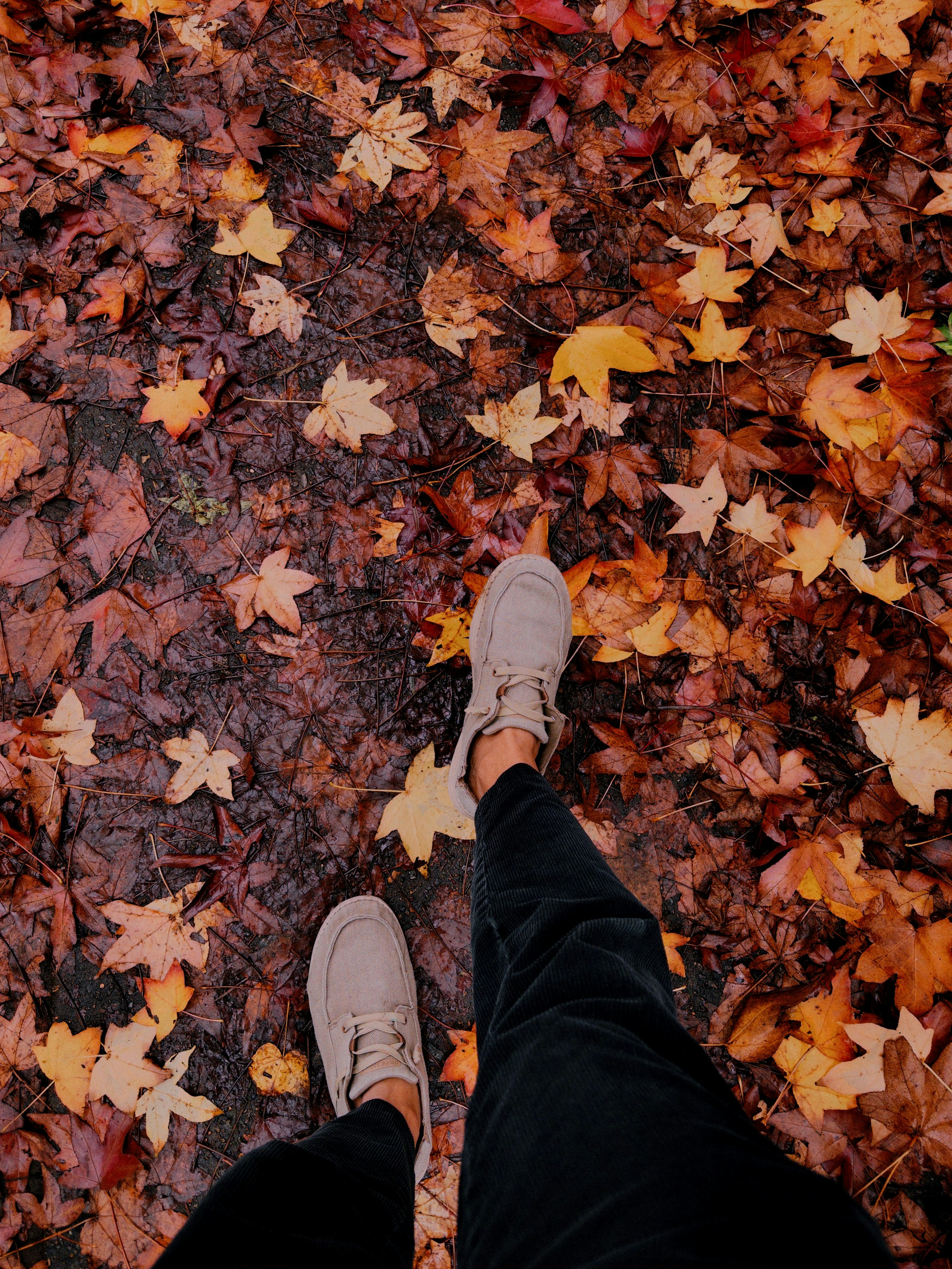 Person walking on a path covered with colorful autumn leaves.
