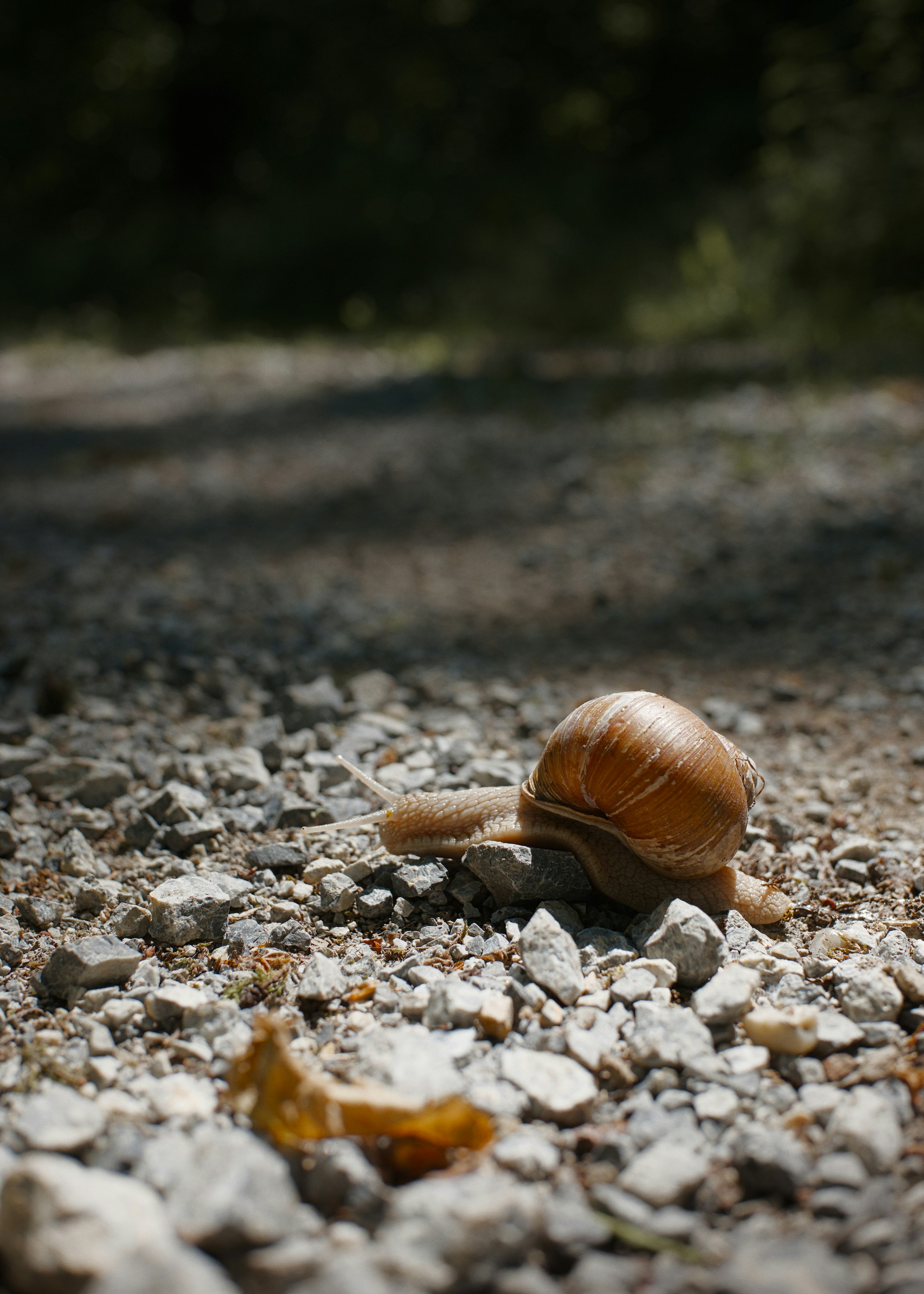 Un caracol moviéndose lentamente por un camino de grava iluminado por el sol