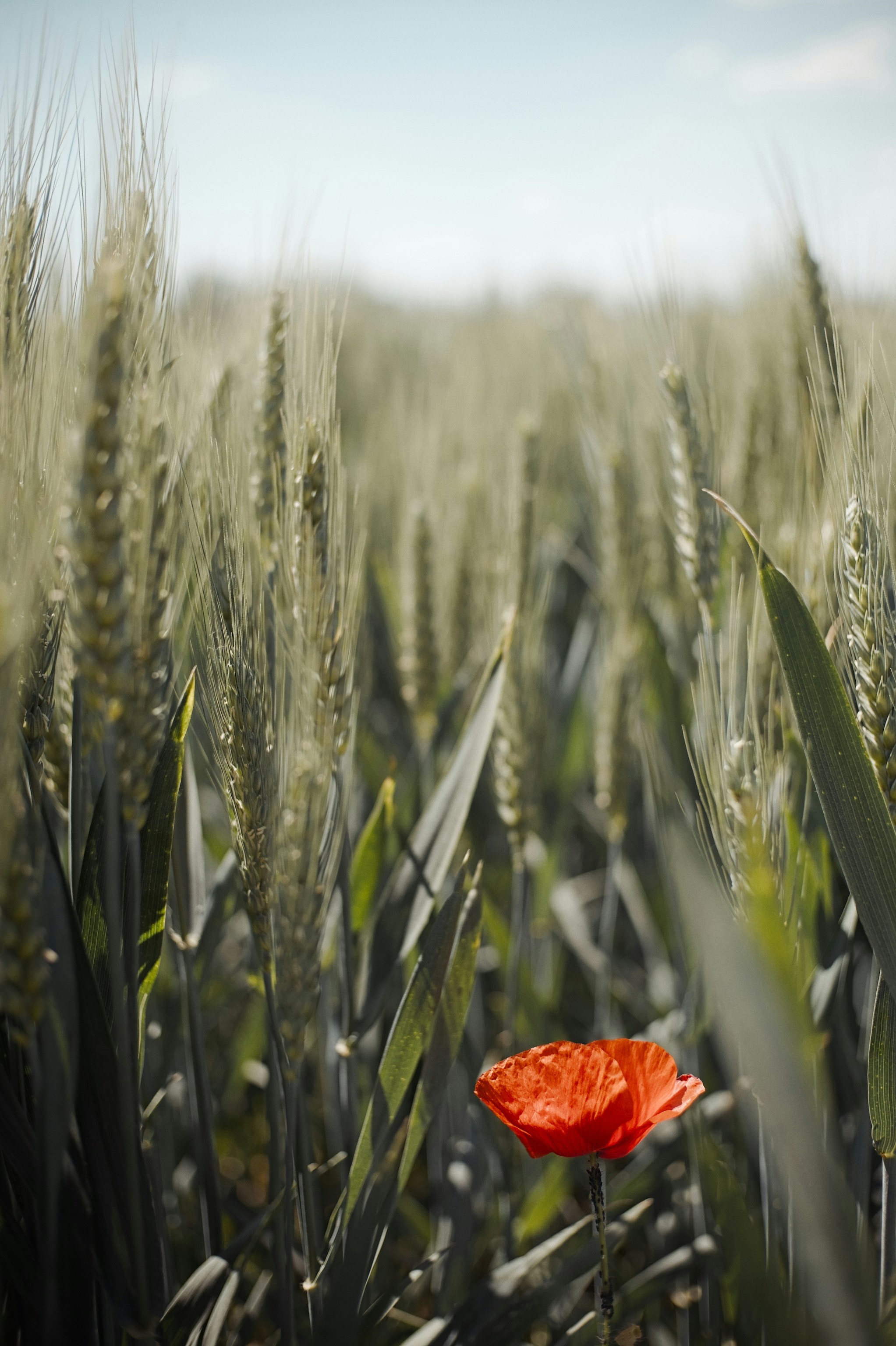Una sola amapola roja se alza entre tallos verdes de trigo