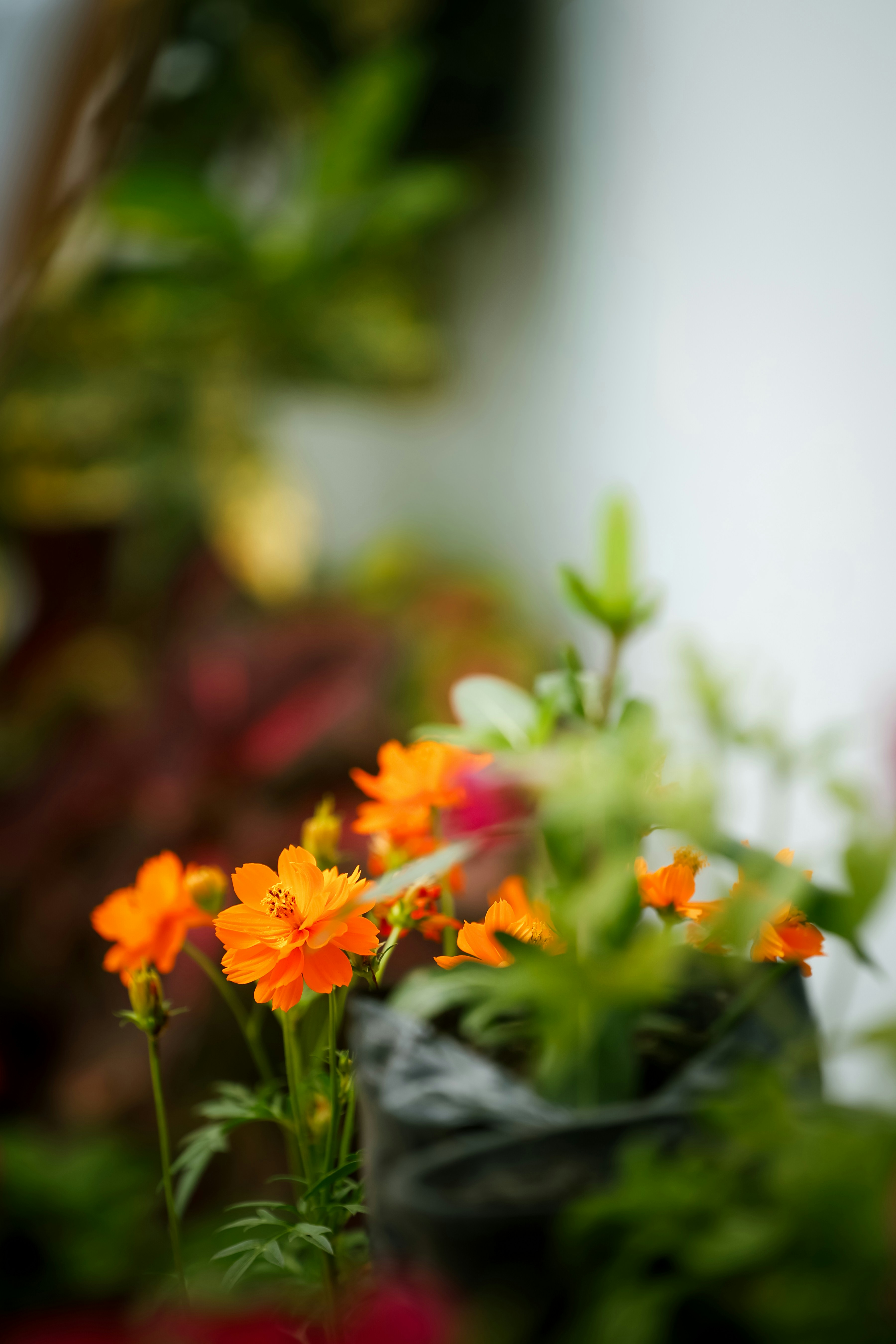 鮮やかなオレンジ色の花にぼやけた緑の葉。