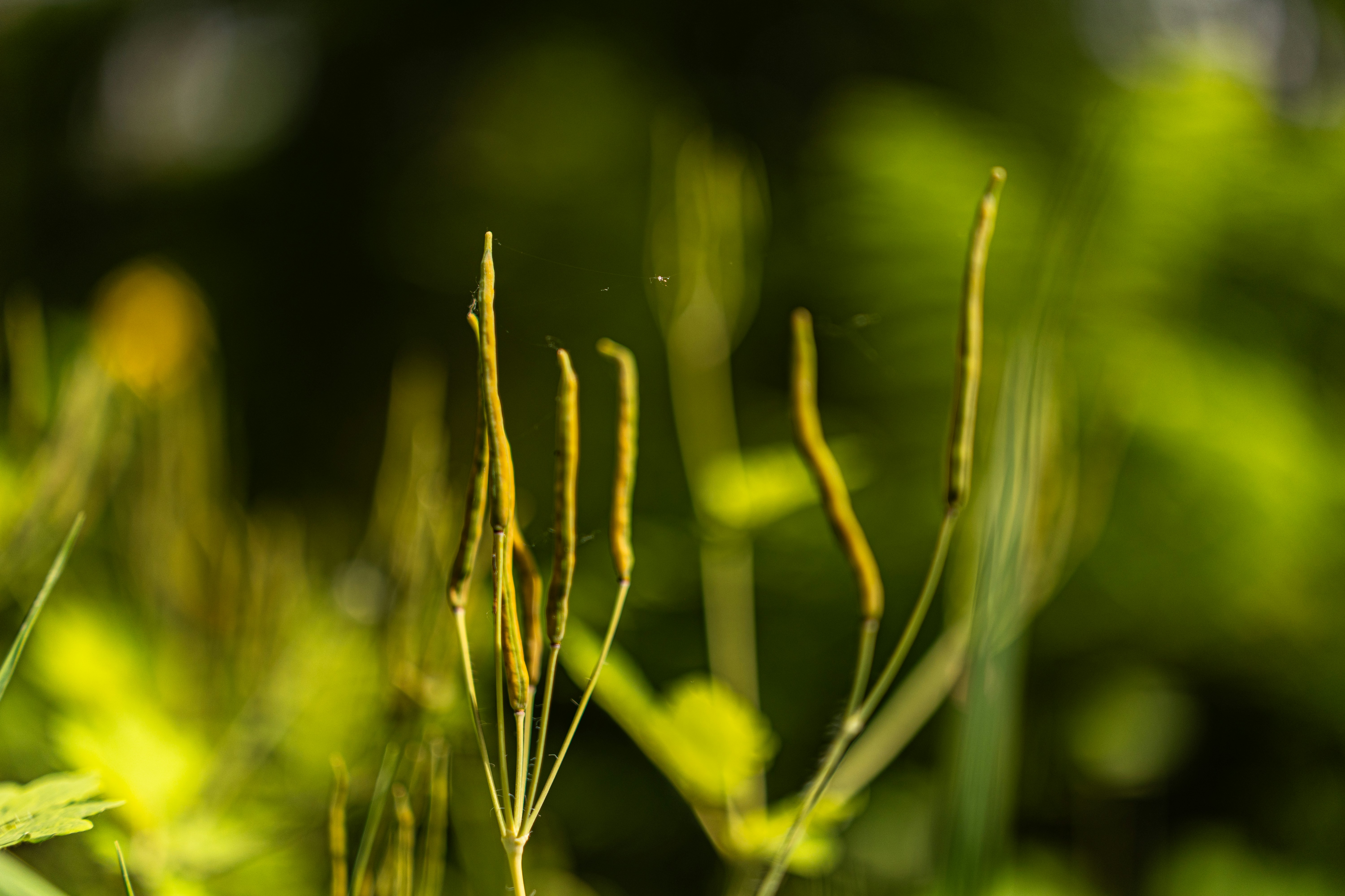 Photo by anshved