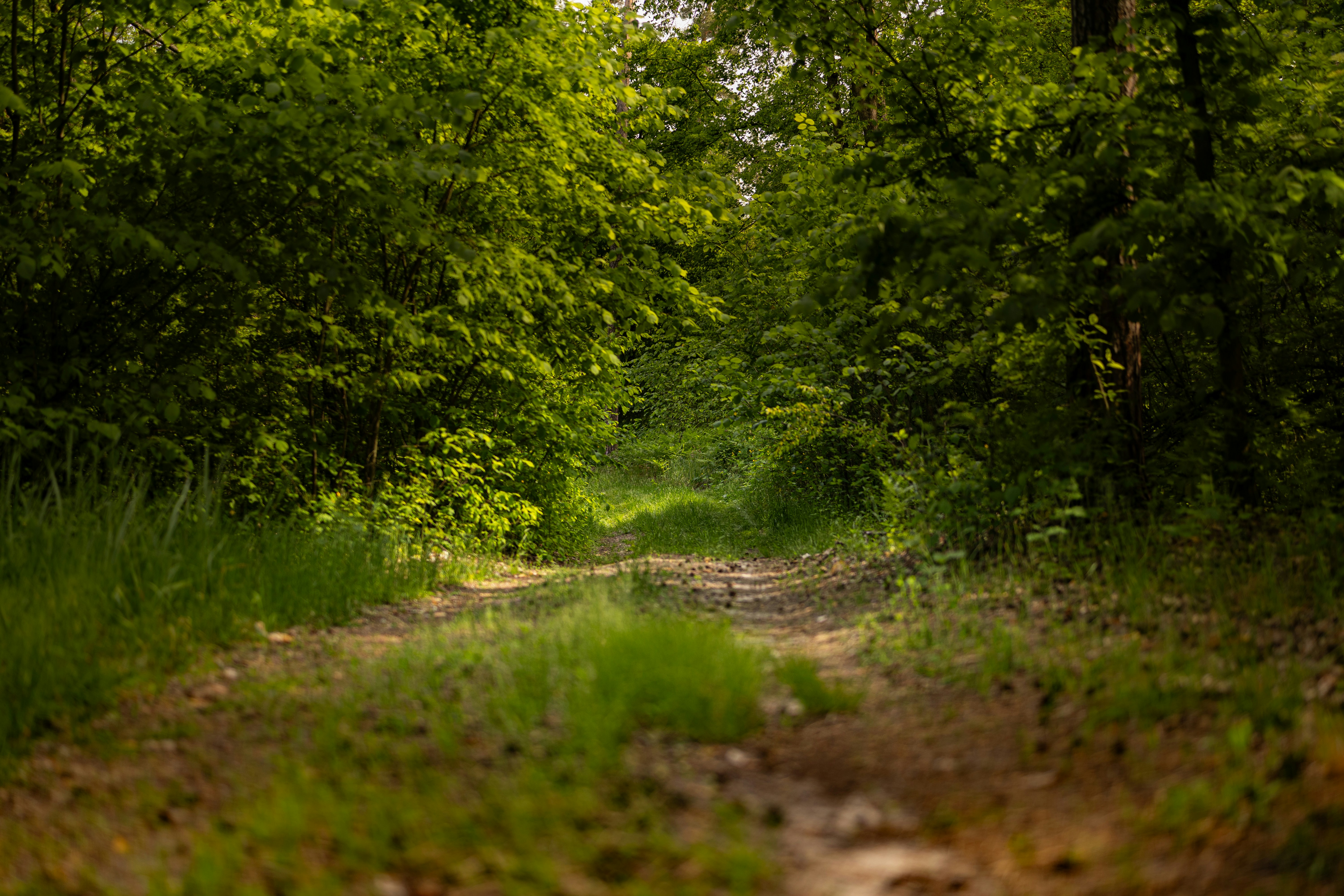 Photo by anshved