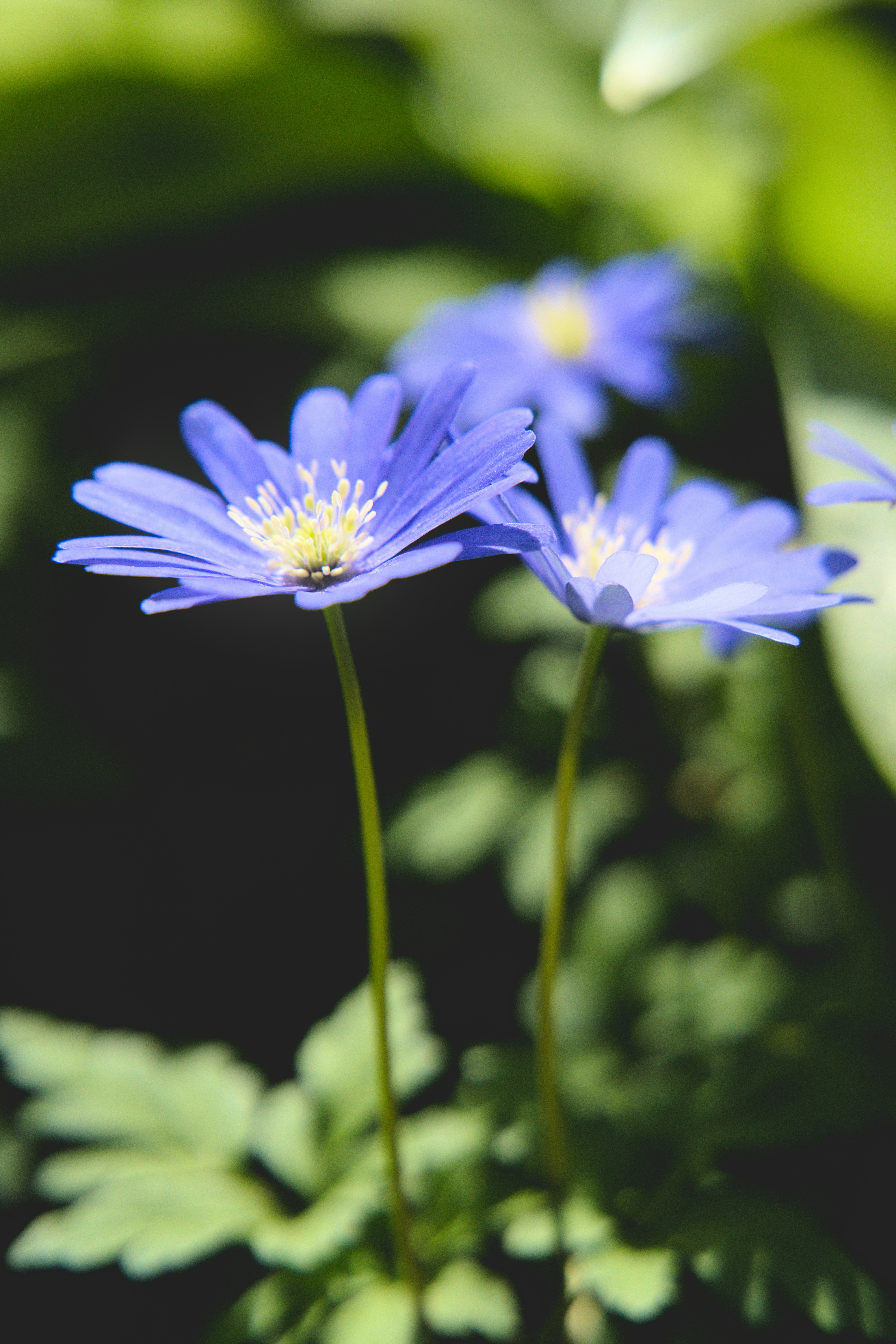 Vibrant blue flowers with yellow centers in natural light.