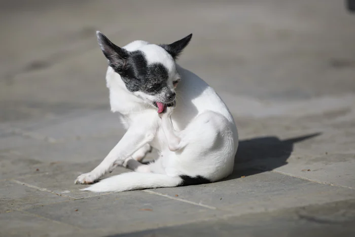 A small white dog with black patches scratching itself