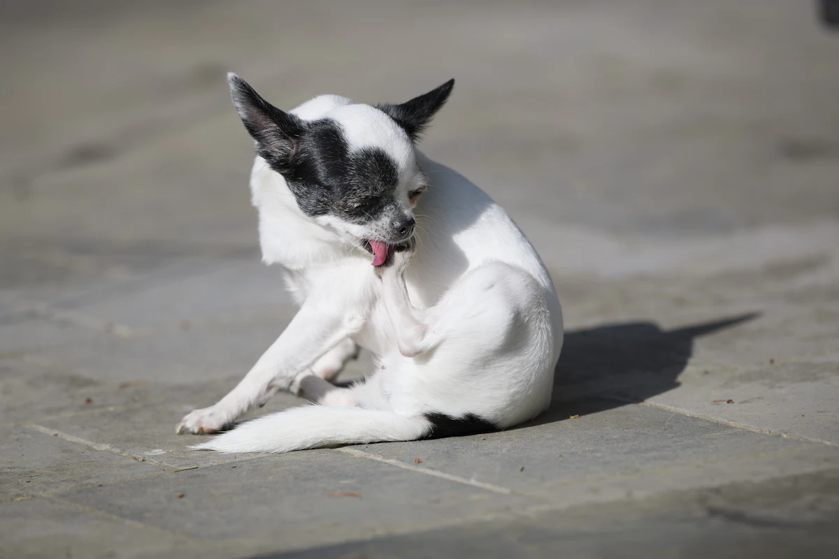 A small white dog licking its paw