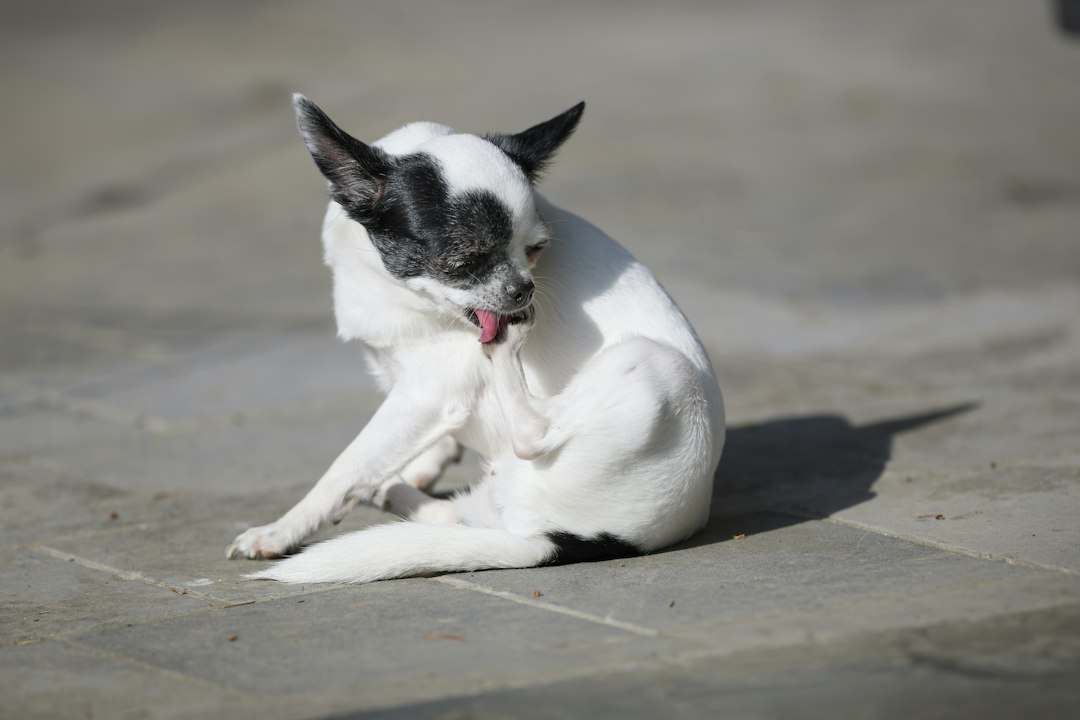 Chien prenant soin de son pelage et de ses coussinets