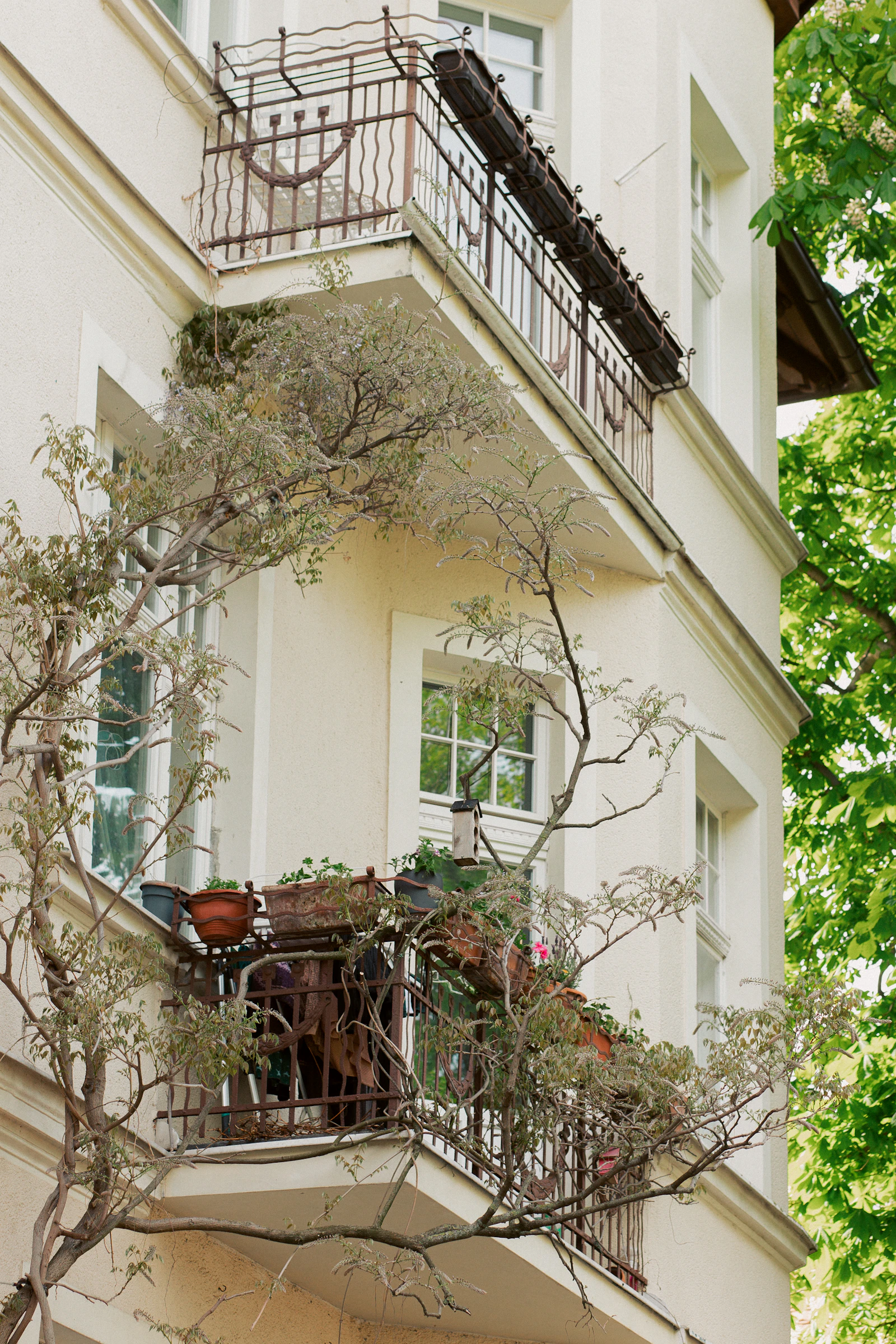 Plantes grimpantes courant le long d'un balcon et d'une façade