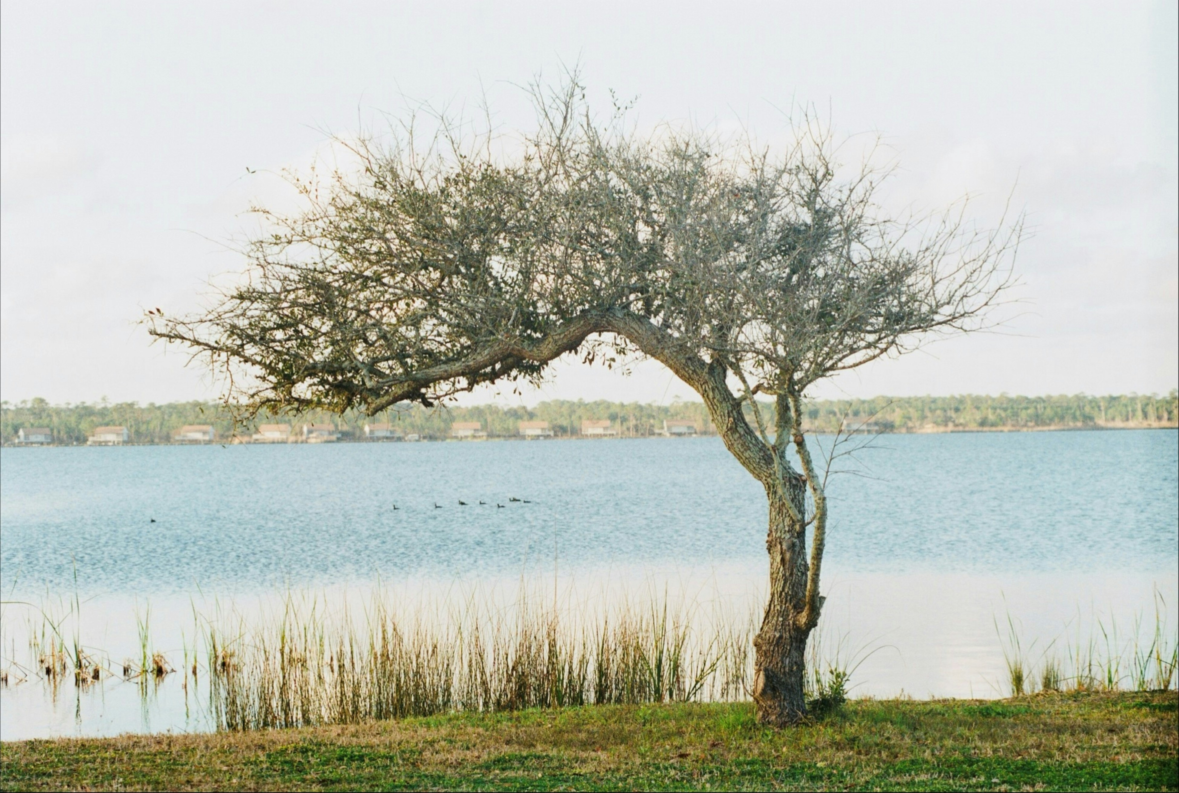A gnarled tree stands by a calm lake with reeds.
