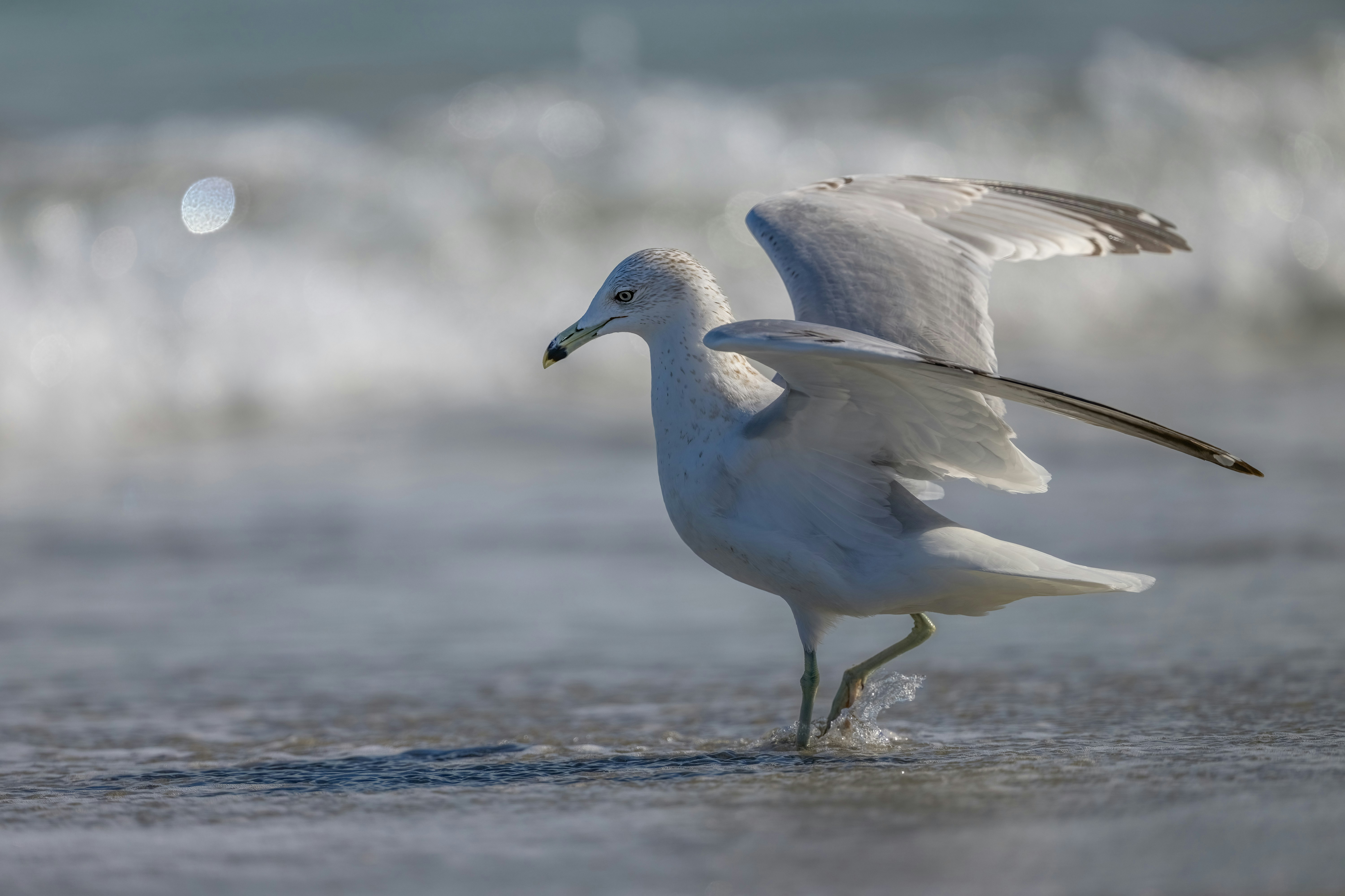 Photo by whitewings