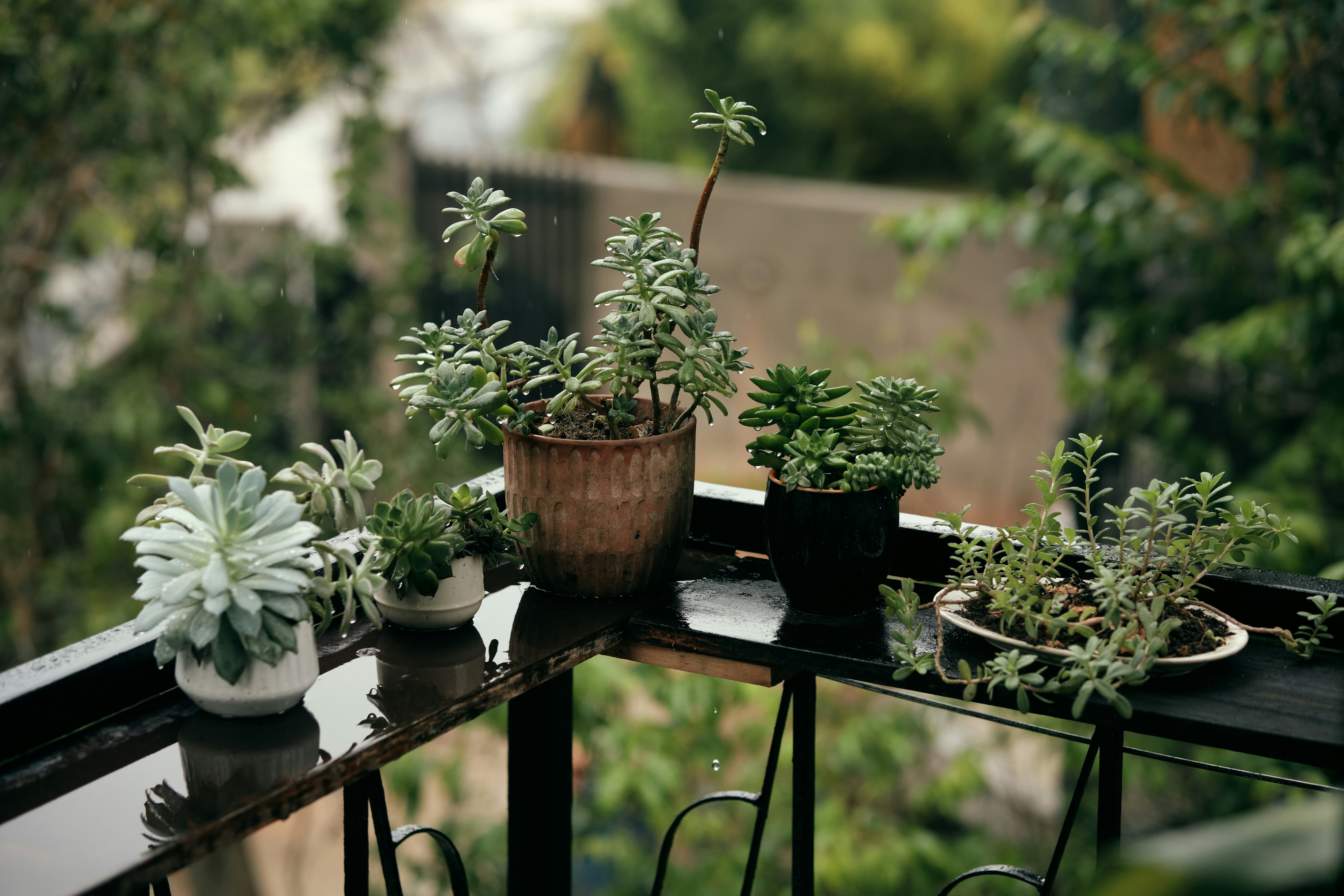 Your Balcony Can Be a Chettinad Spice Garden — Here's How to Pull It Off
