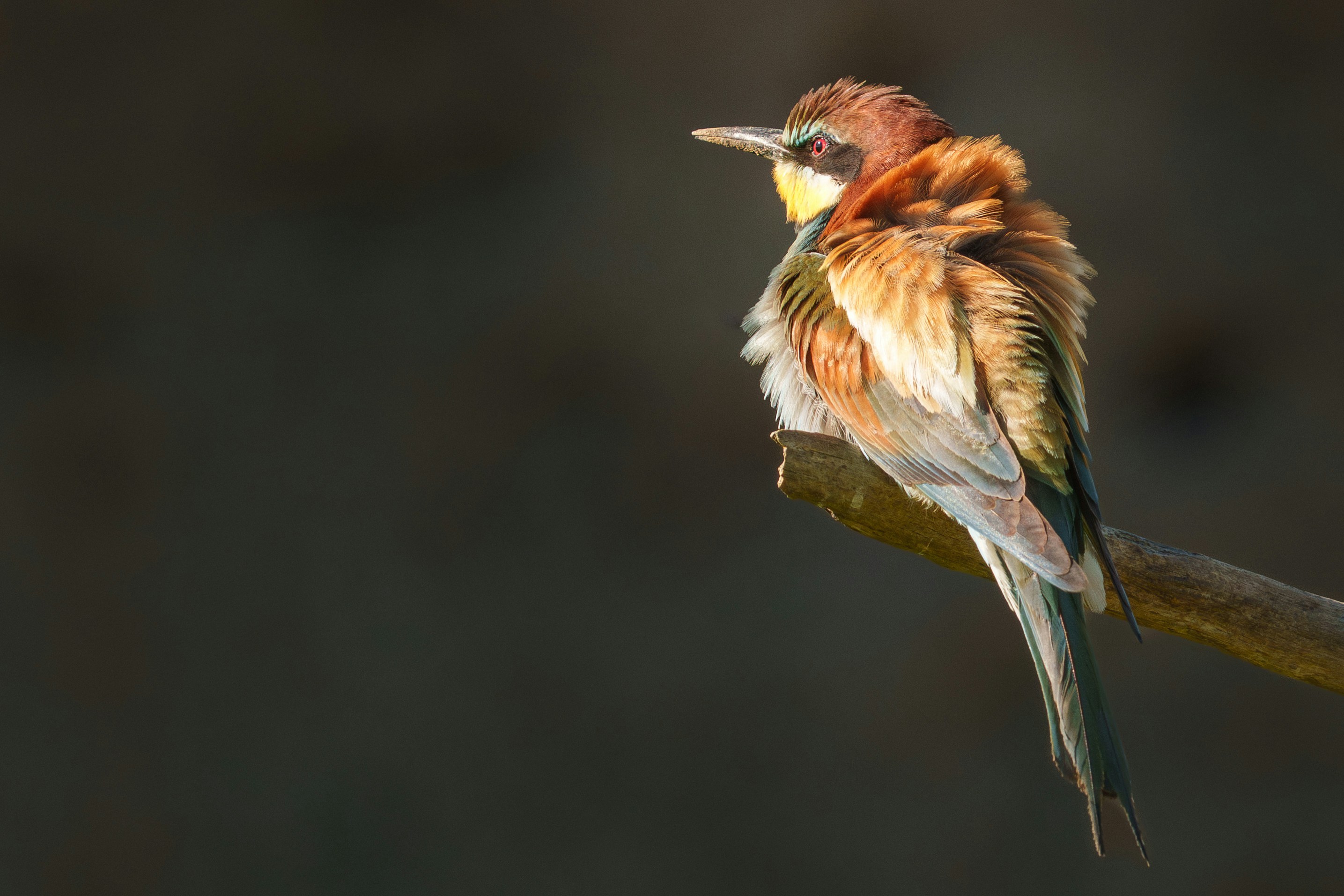 ふわふわした羽を持つカラフルな鳥が枝に止まっている。