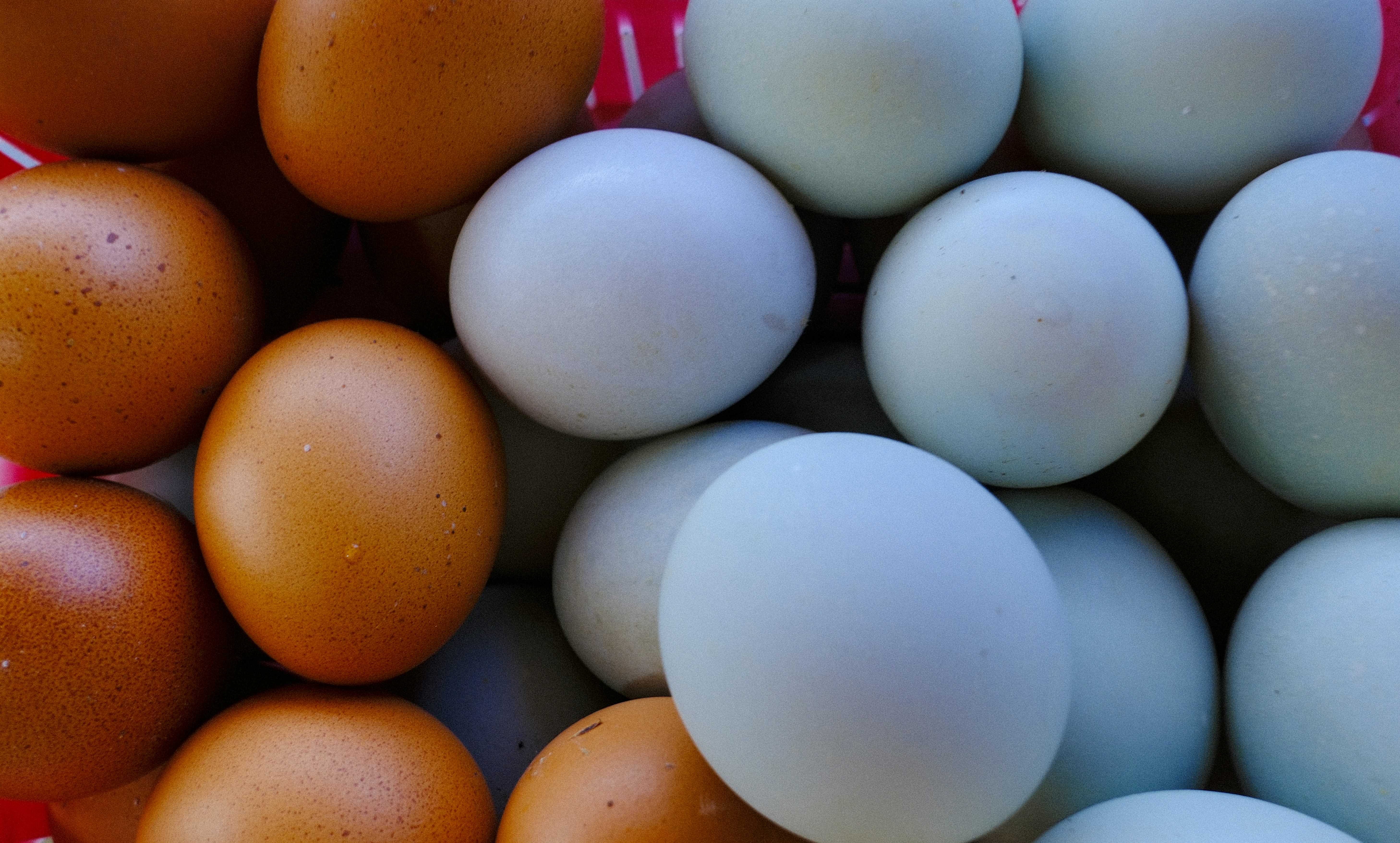 Fresh brown and blue eggs piled together.