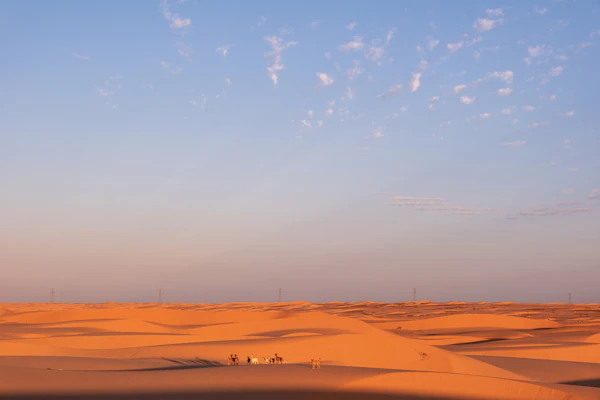 Camel trekking in the Sahara desert