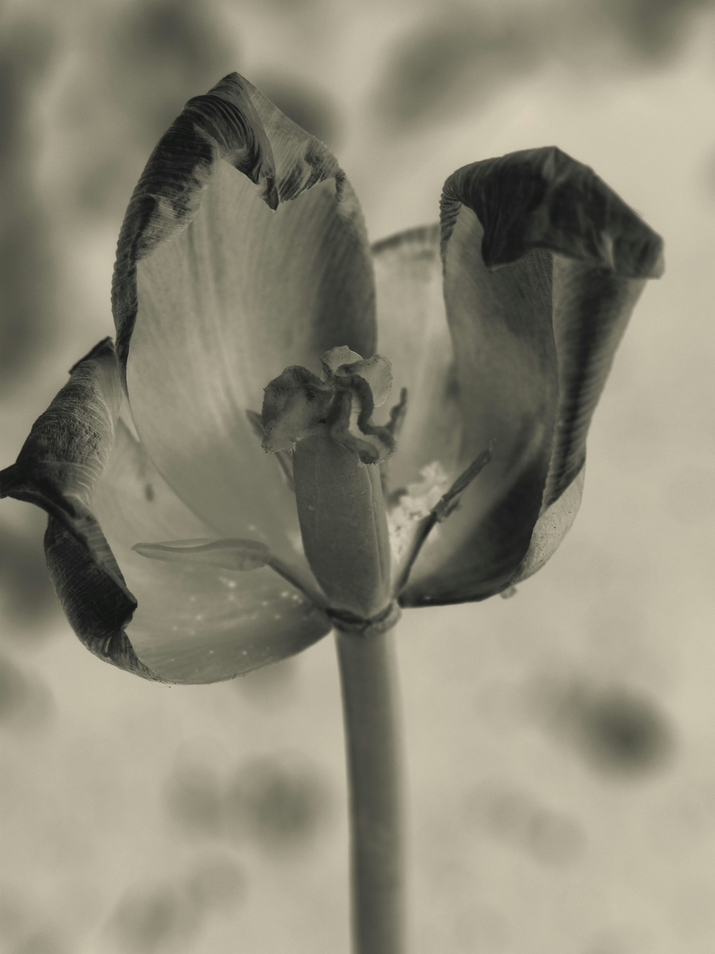 A wilting tulip flower in sepia tones.