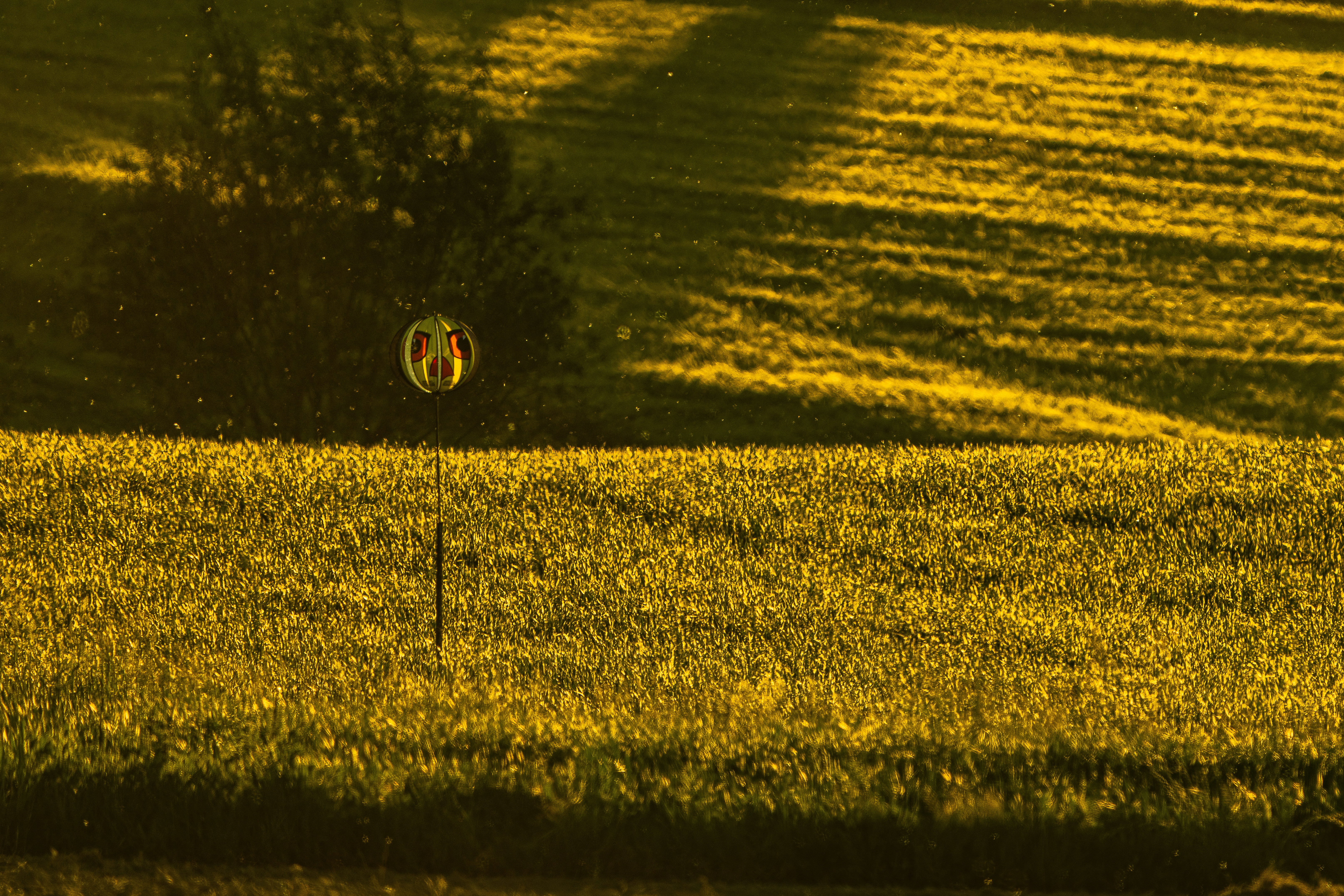 Golden yellow field under sunlight with a small reflective object.