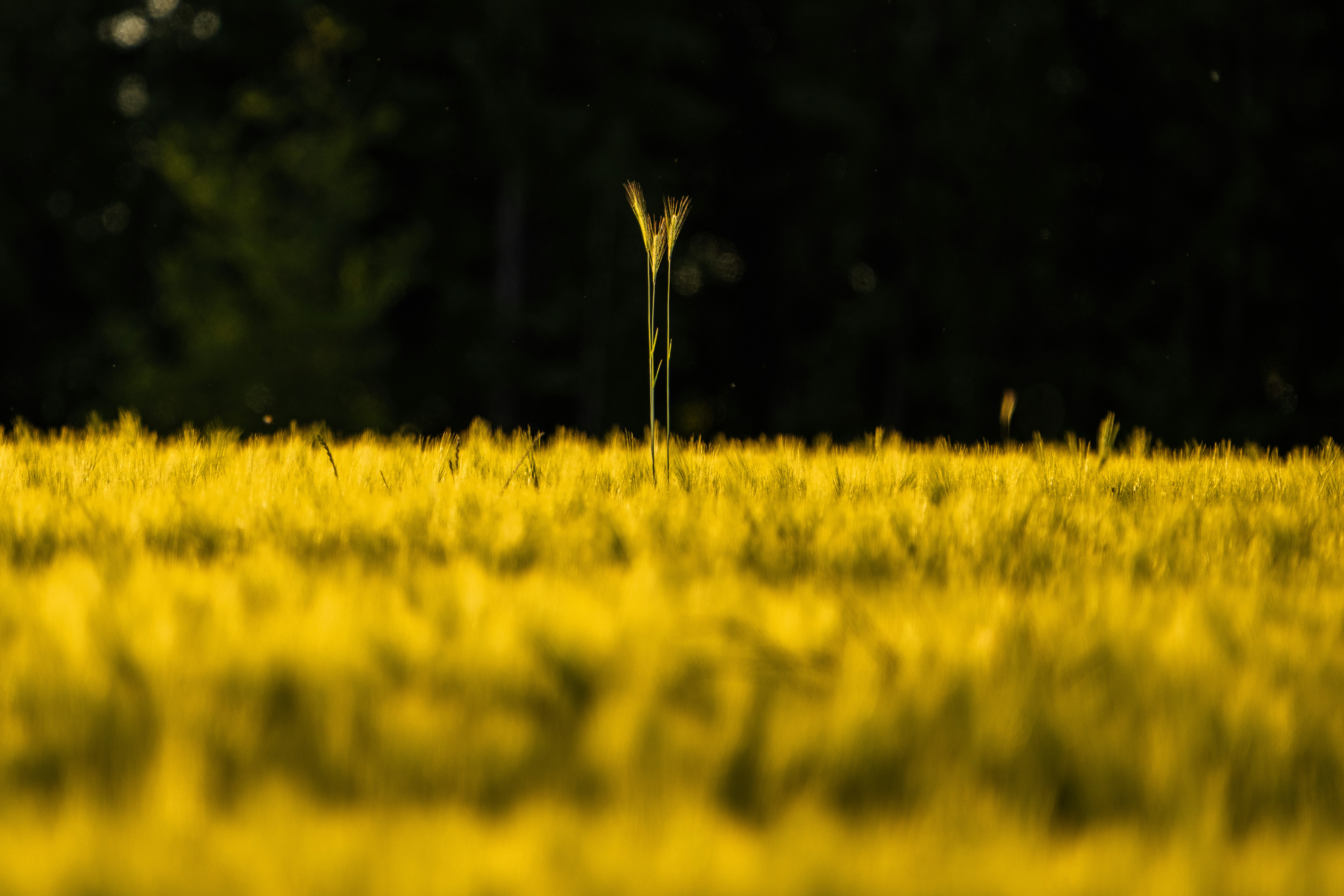 A golden wheat field with a single tall stalk.