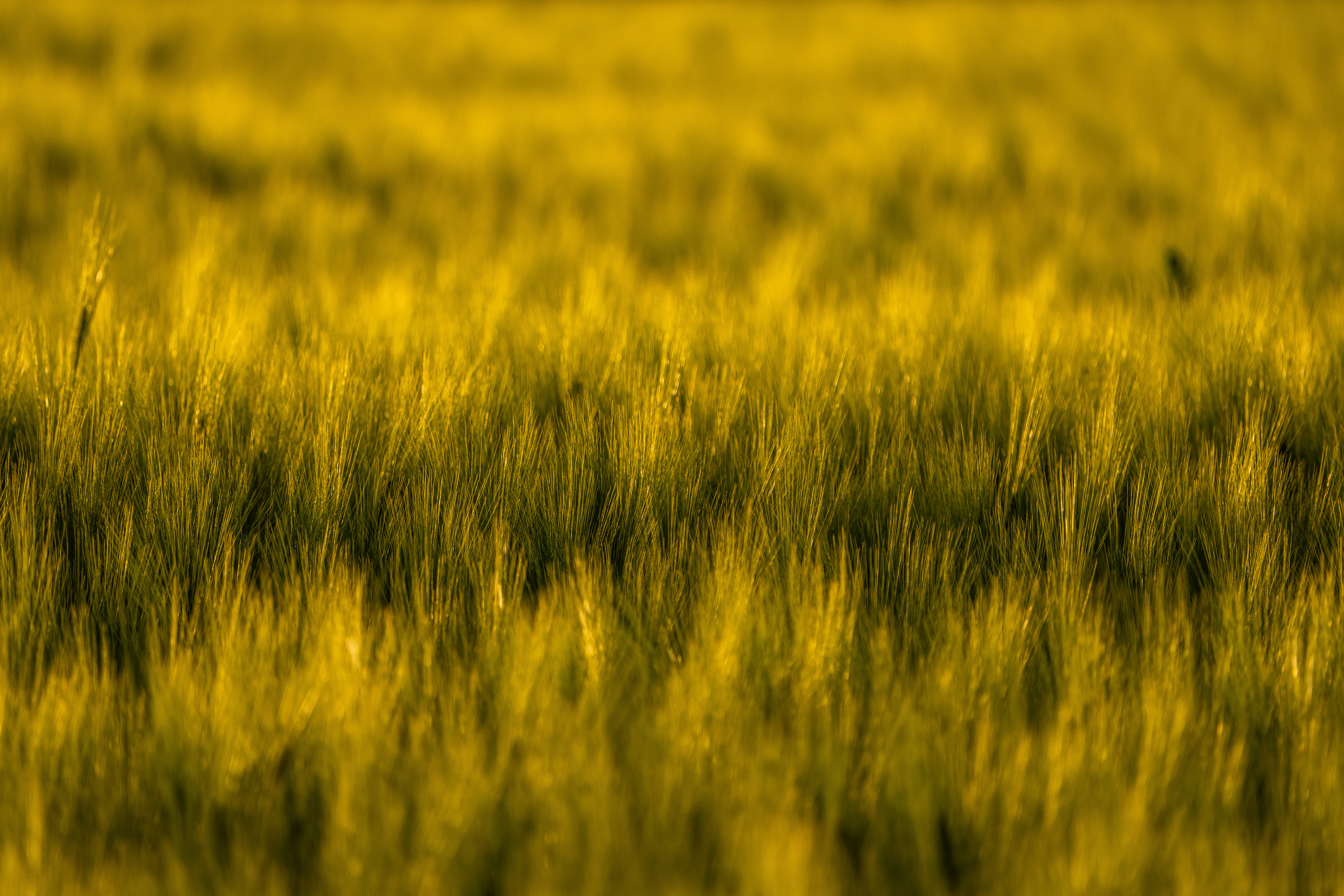 A vibrant golden yellow field of grain.