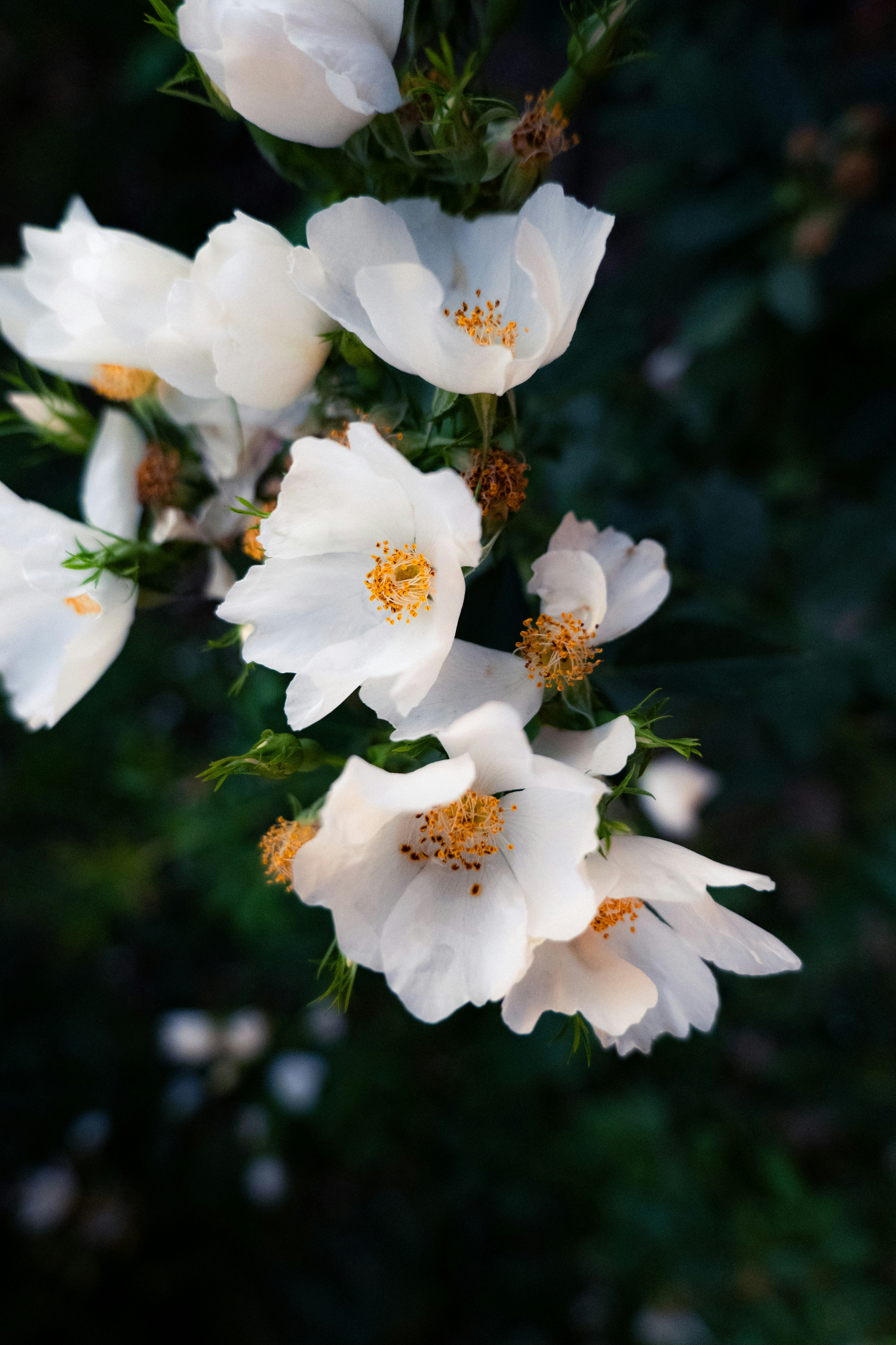 Delicate white flowers with vibrant yellow stamens against dark foliage