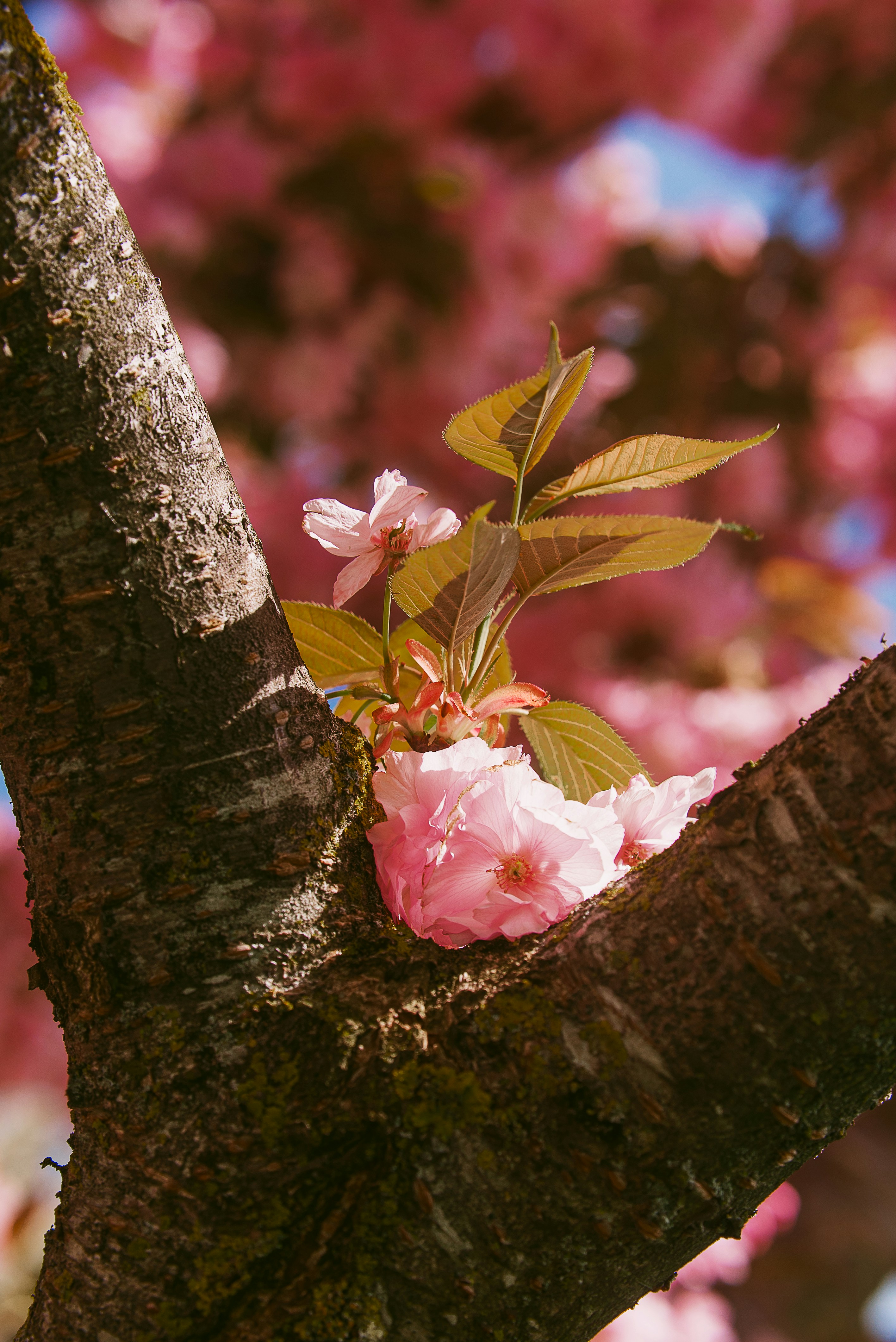 Pink cherry blossoms and green leaves on a tree branch.