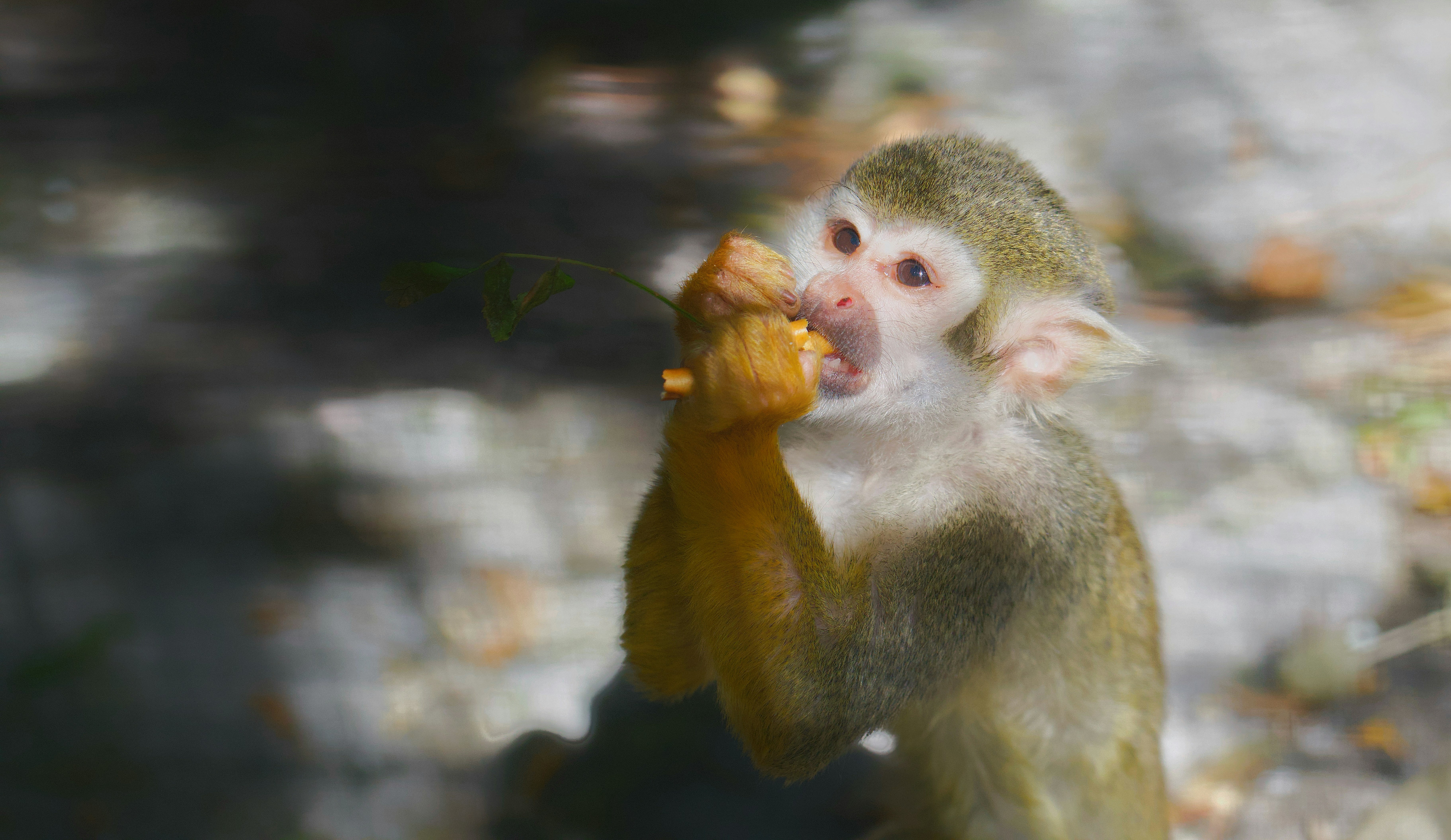 A monkey with light fur eating a yellow fruit.