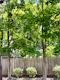 Nanaimo Fencing