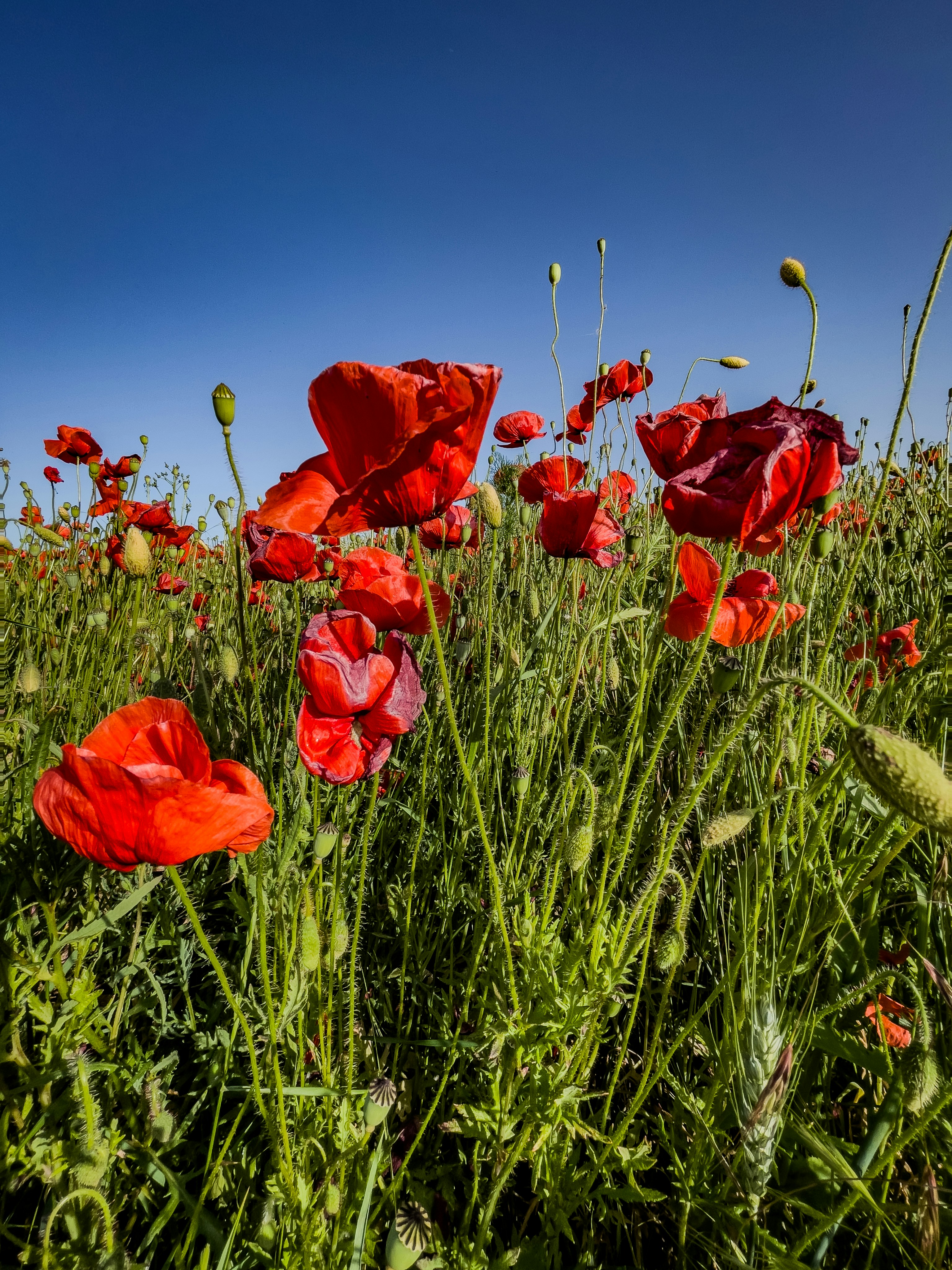 Photo by hdbernd