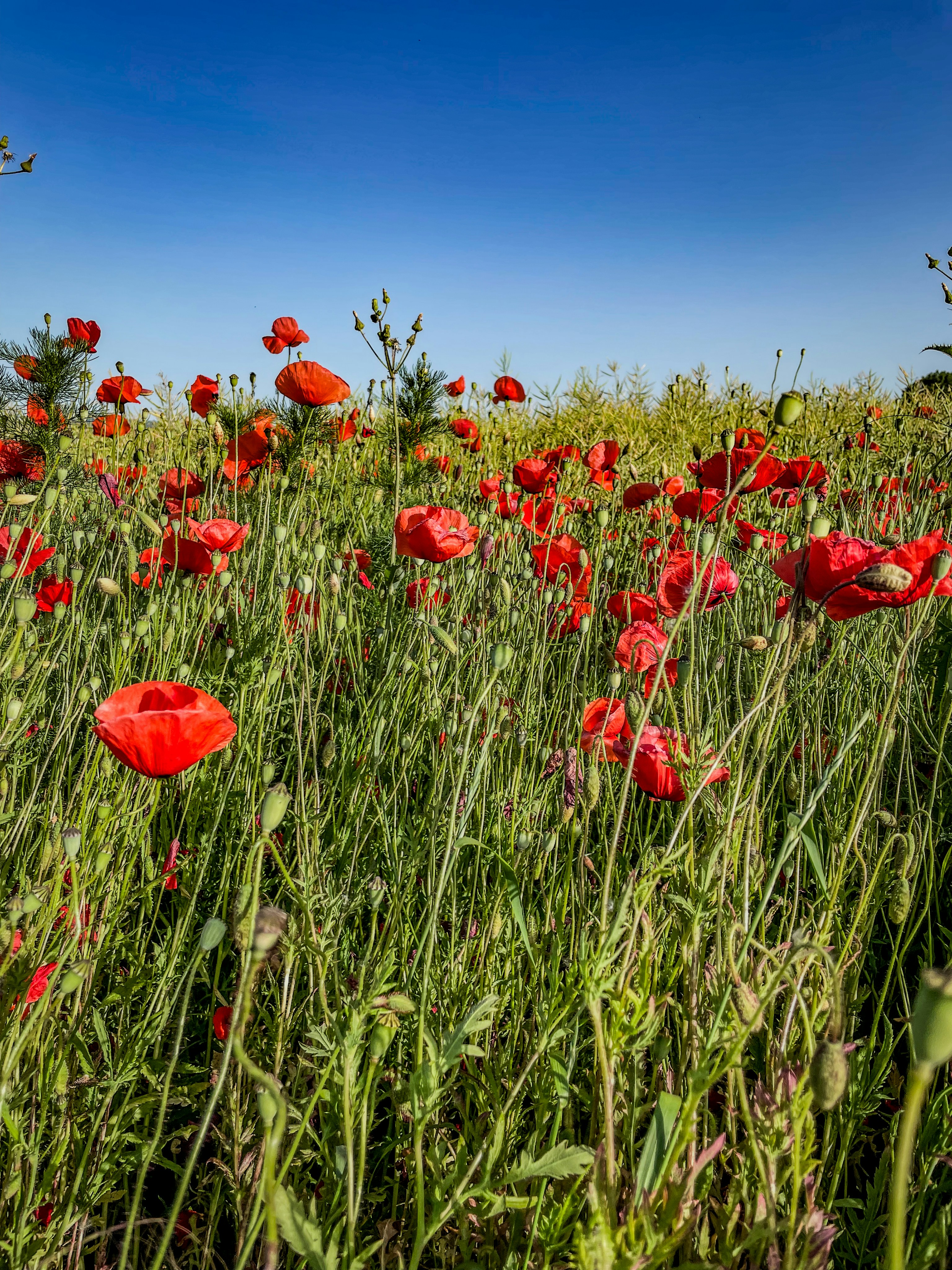 Photo by hdbernd