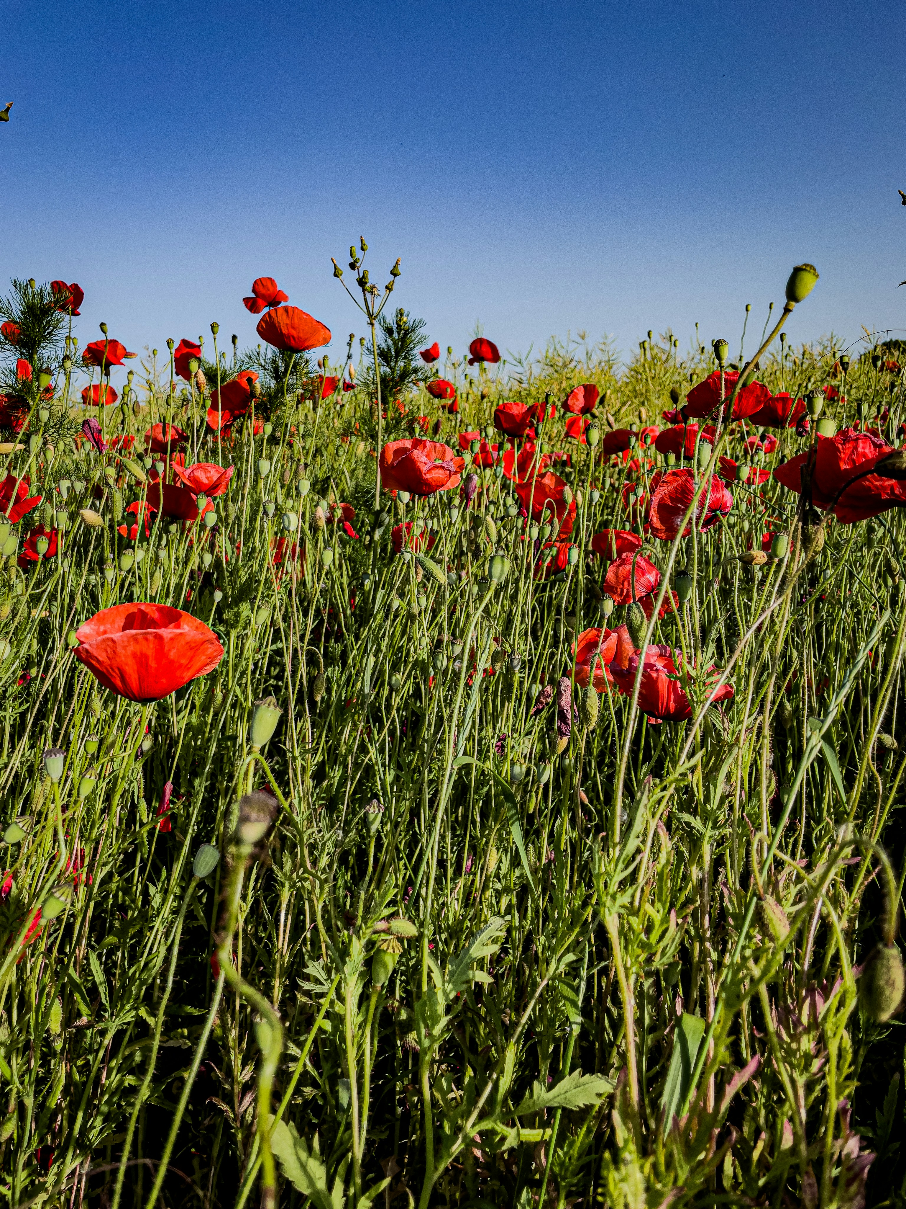 Photo by hdbernd
