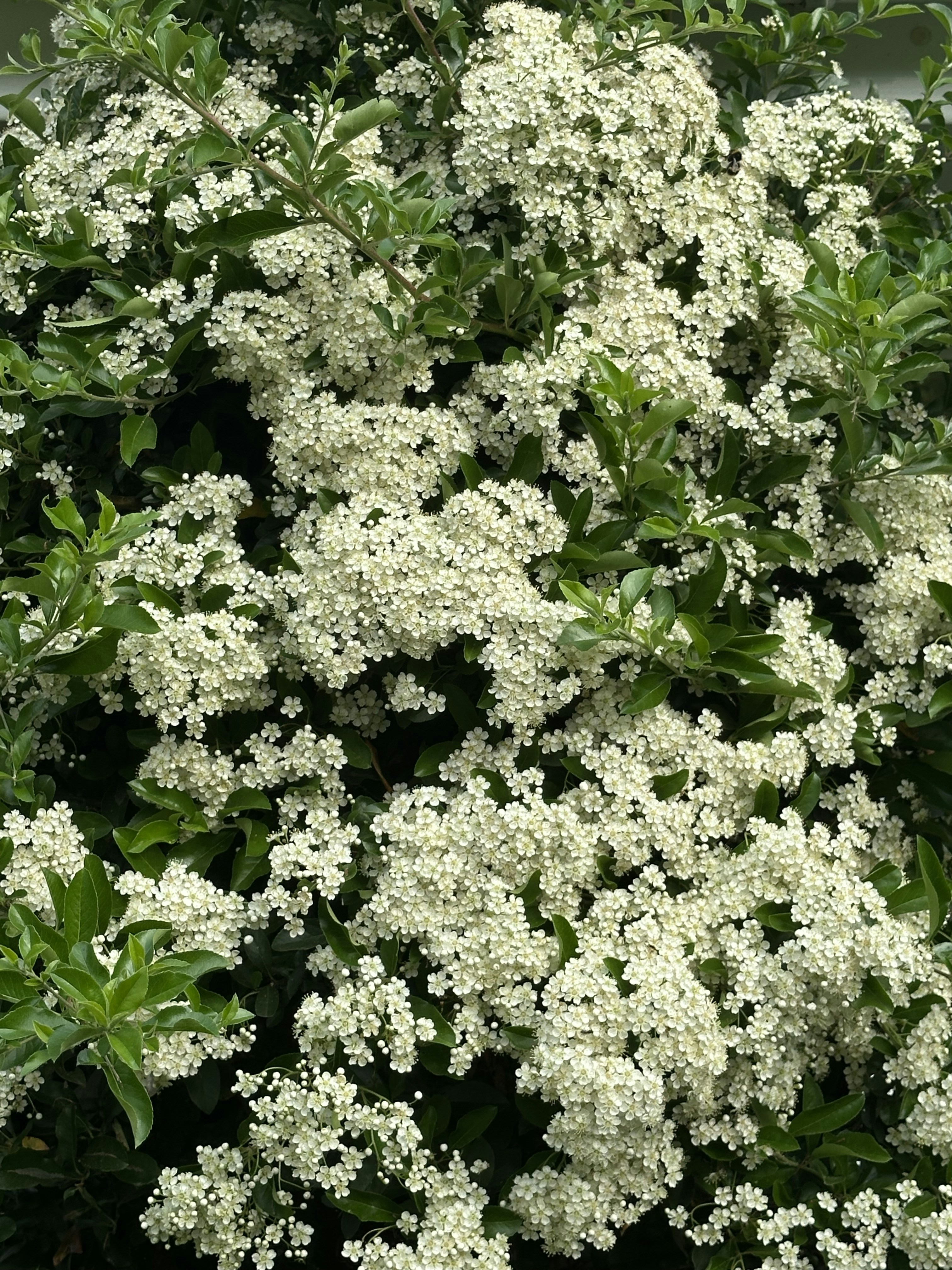 Abundant small white flowers blooming on a green leafy bush.