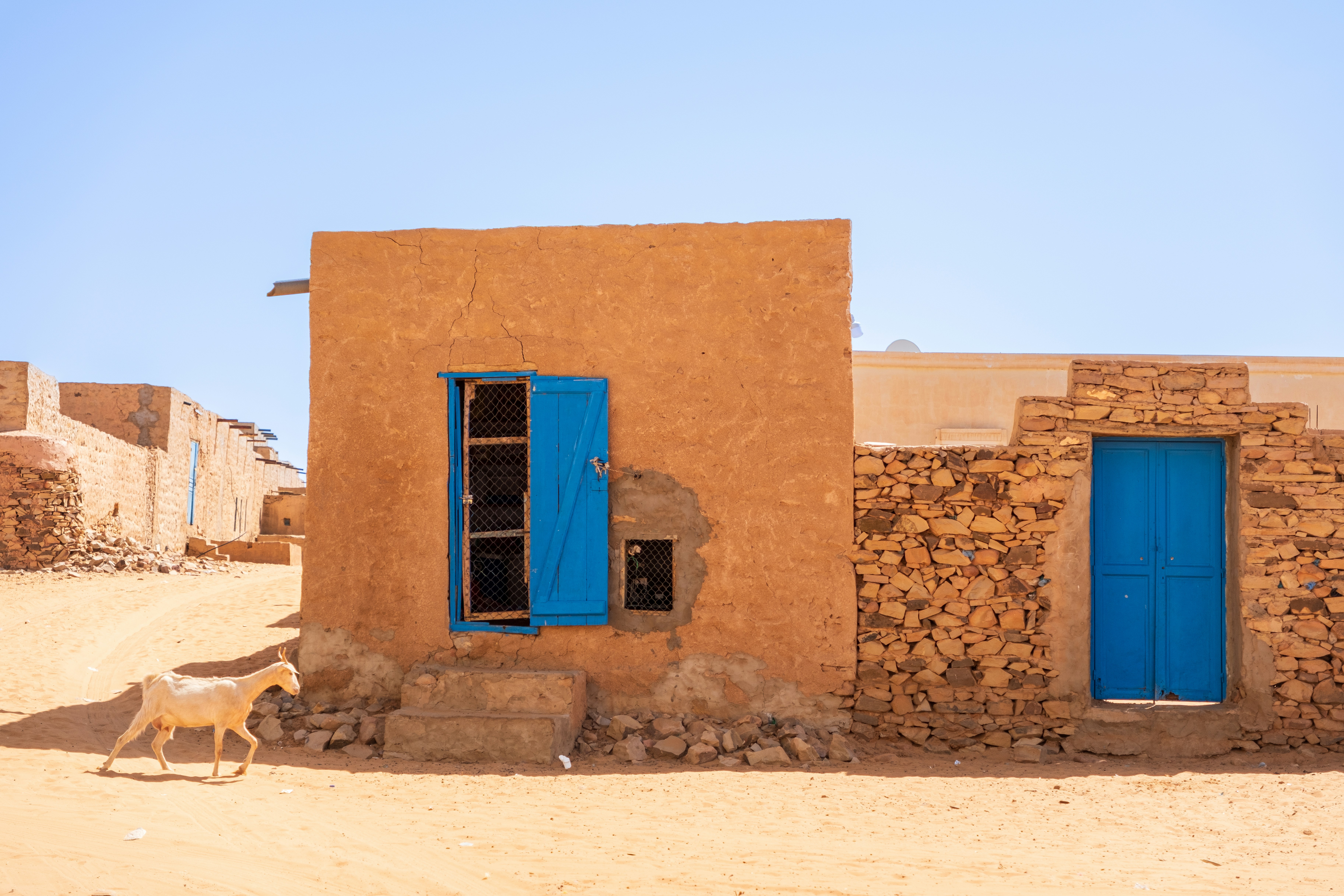 A goat walks past an orange building with blue door.
