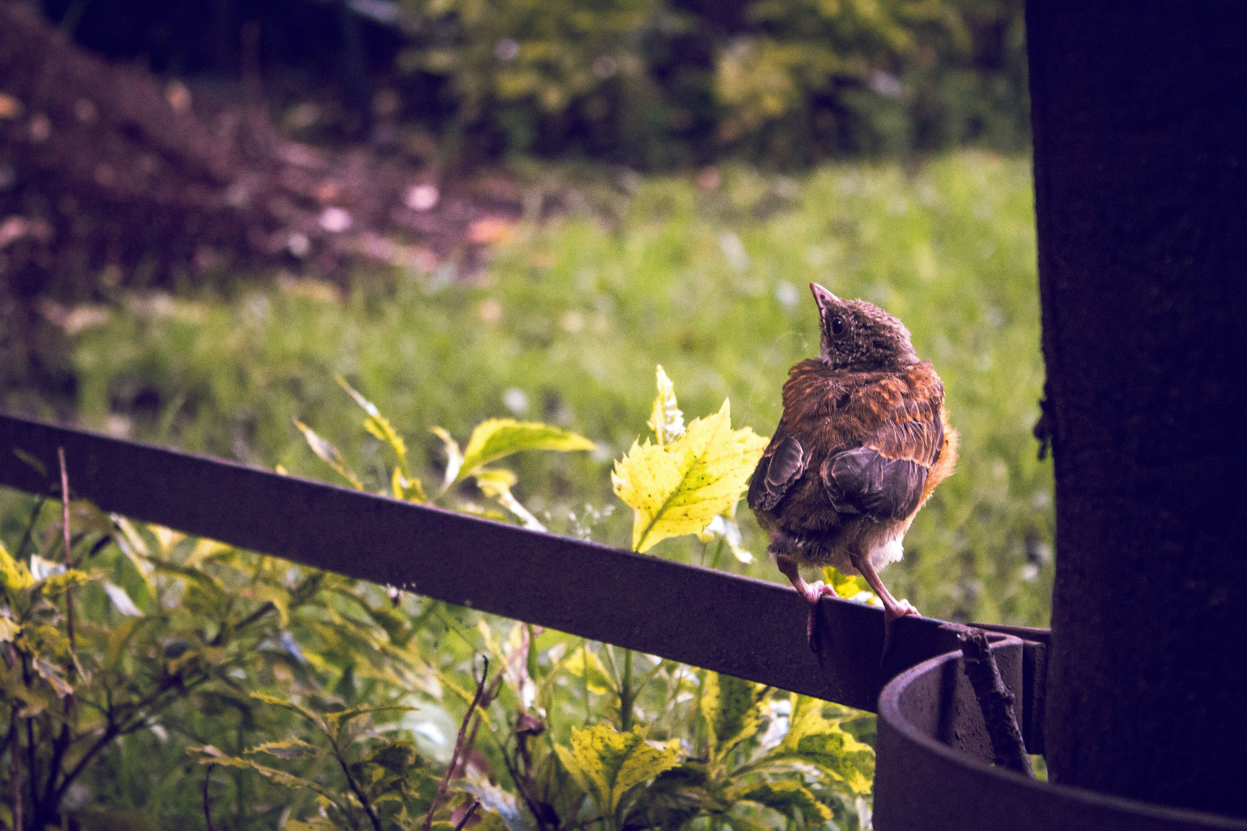 Ein kleiner brauner Vogel sitzt auf einem Geländer und blickt nach oben.