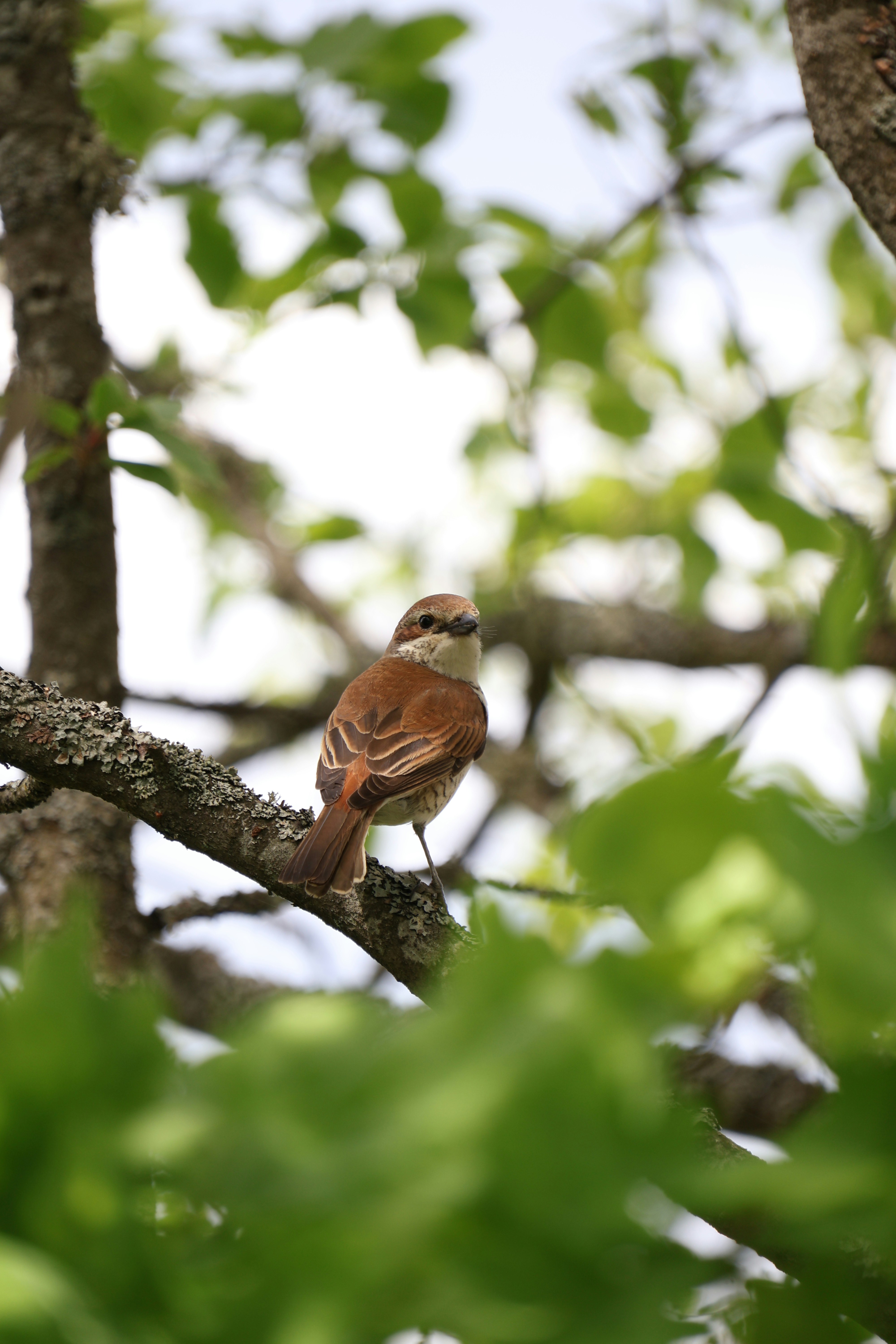 Photo by forestplants