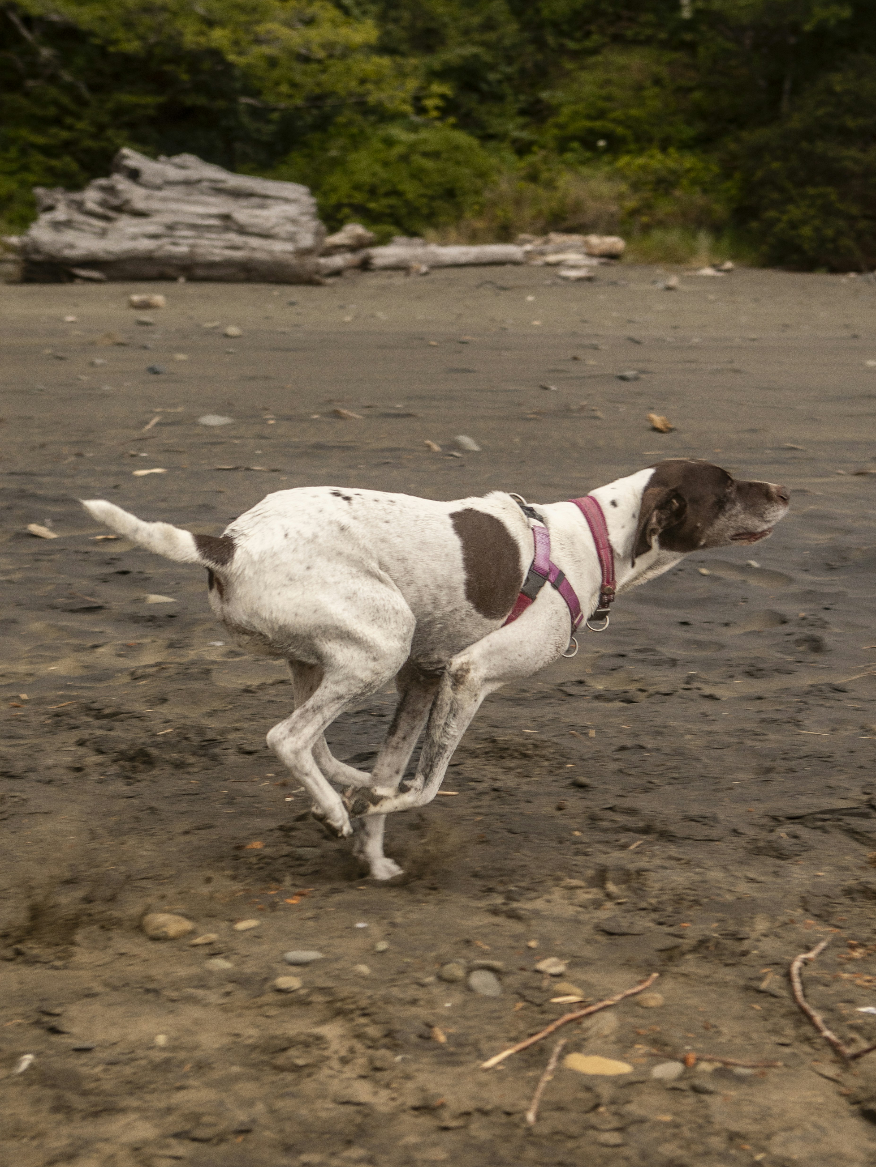 A white and brown dog runs on a sandy beach