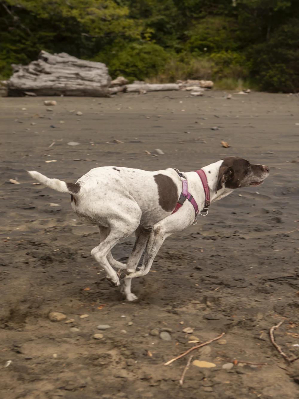 English Pointer, photo 4