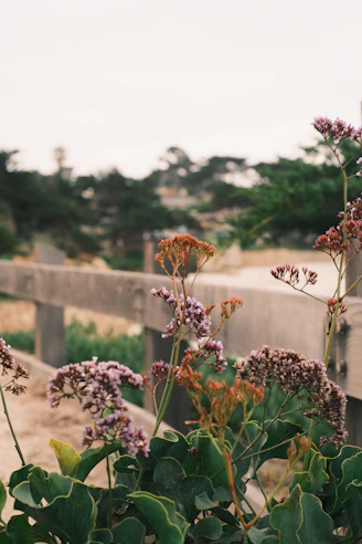 Purple wildflowers grow beside a rustic wooden fence