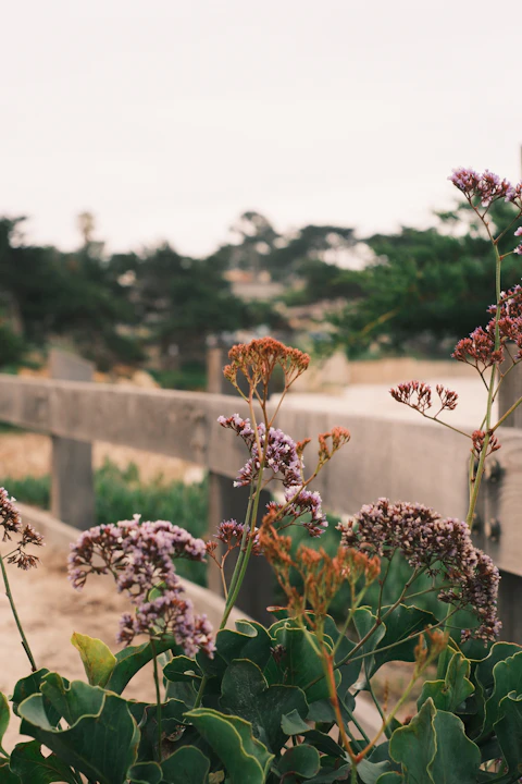 Purple wildflowers grow beside a rustic wooden fence