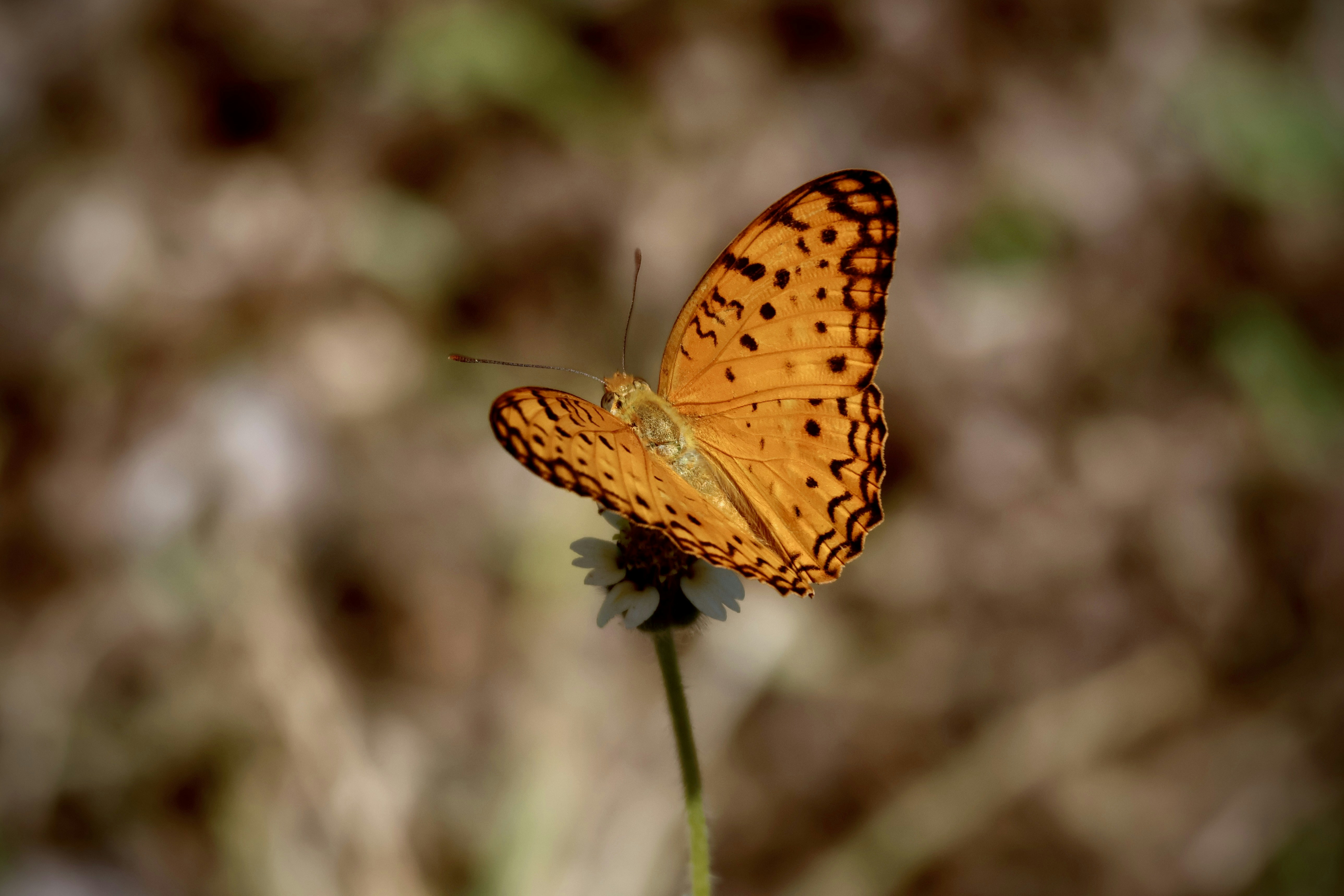 Photo by clancybrett