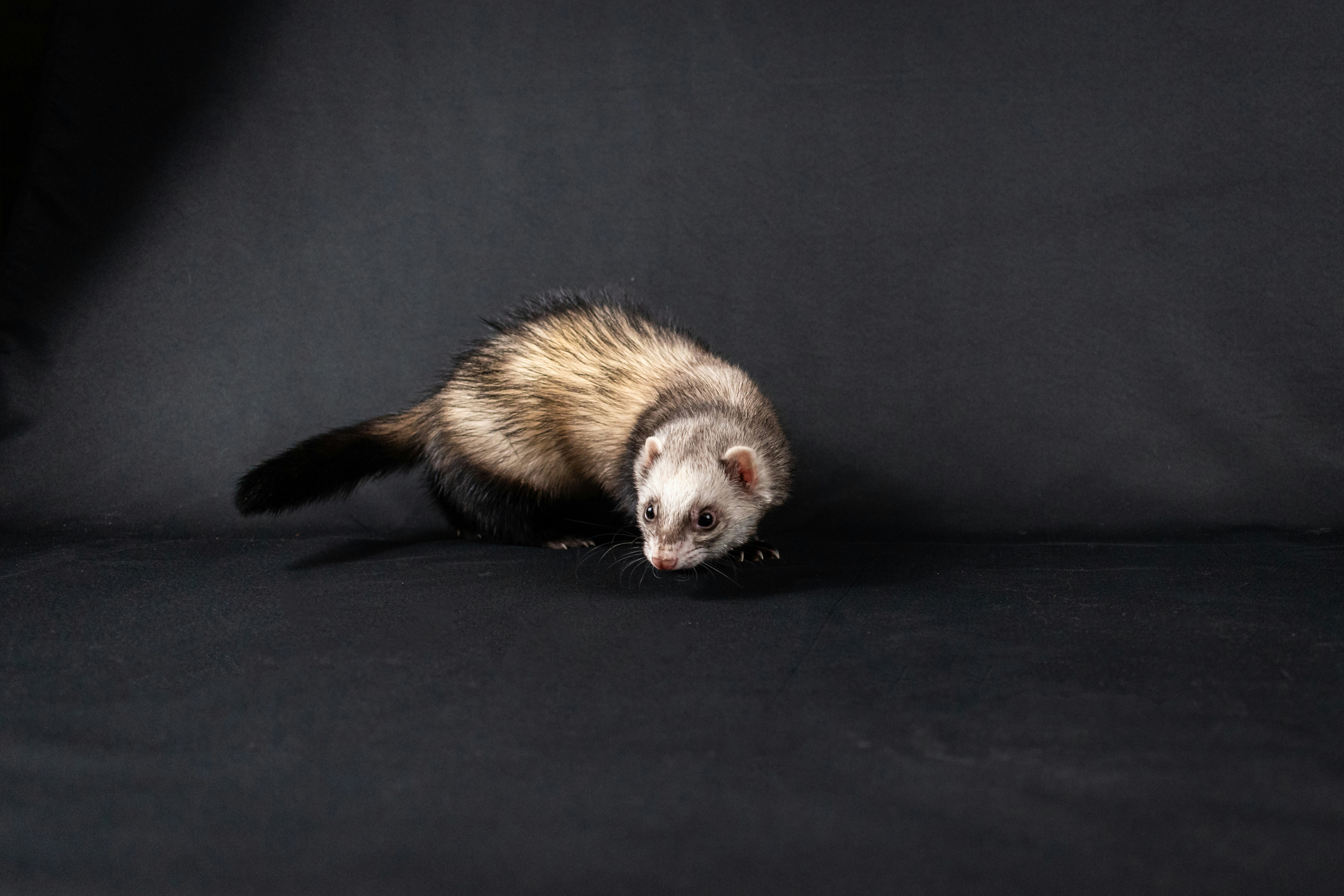 How to Train a Ferret to Use Litter Box: Expert Step-by-Step Guide