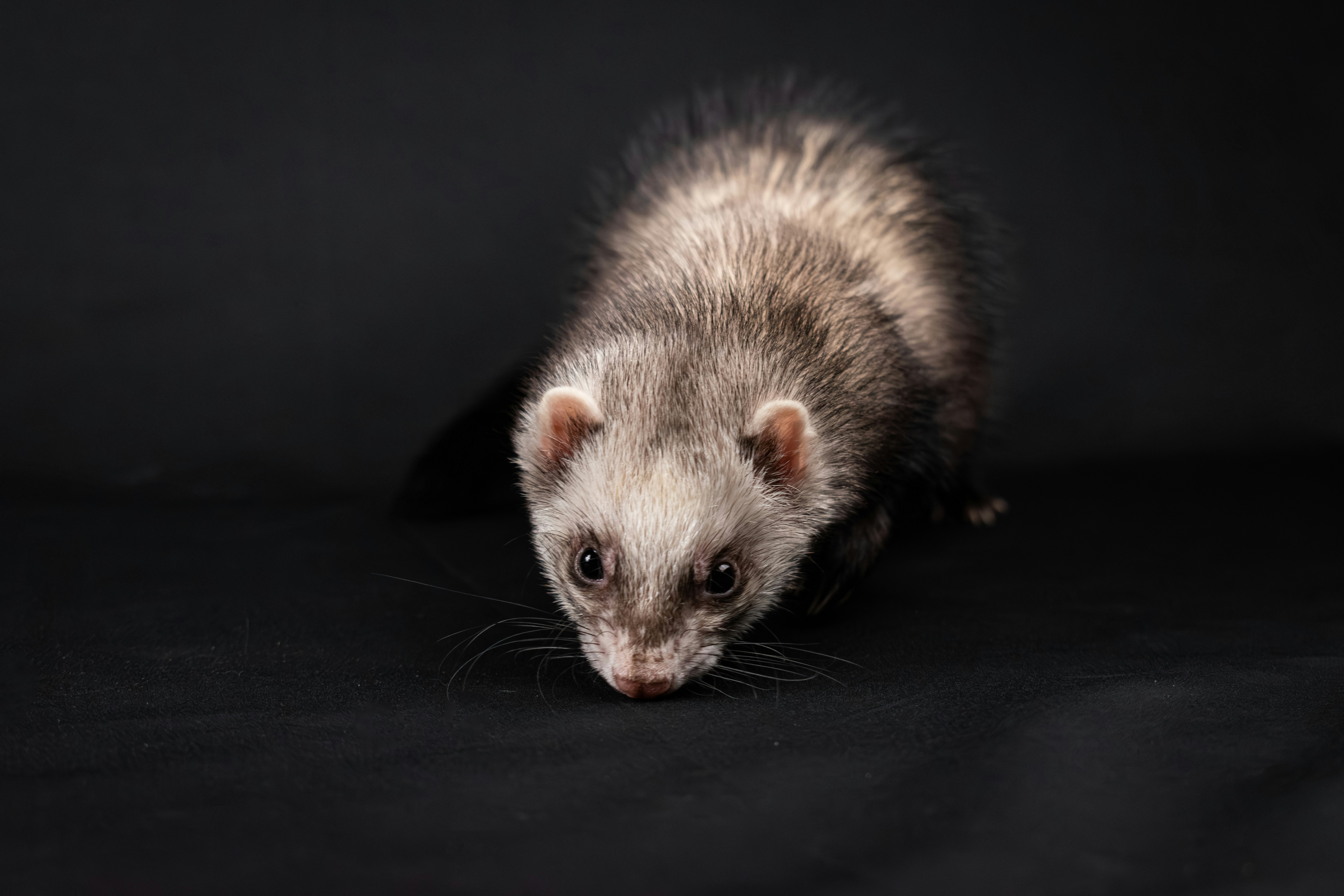 How to Train a Ferret to Use Litter Box: Expert Step-by-Step Guide
