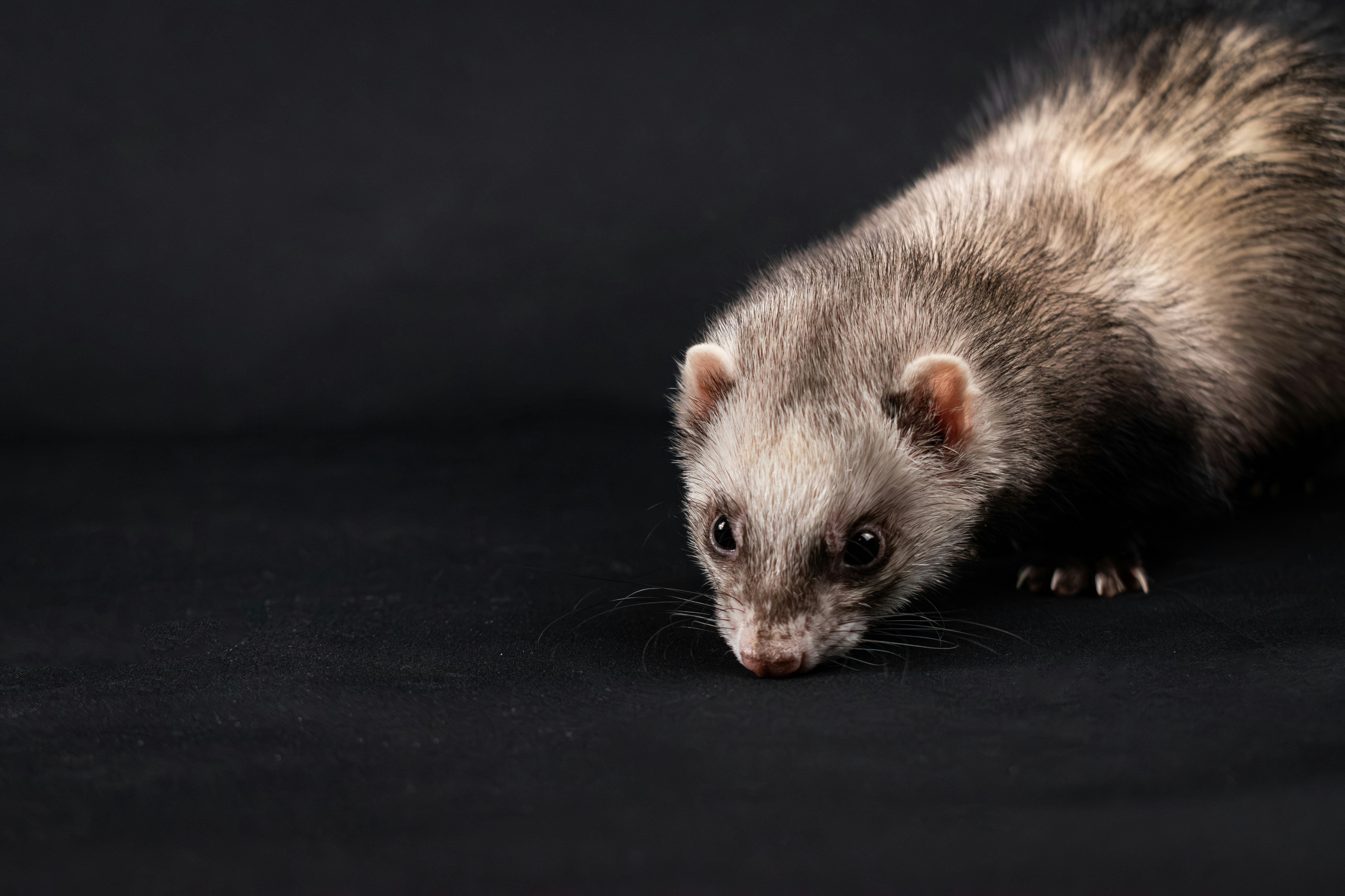 How to Train a Ferret to Use Litter Box: Expert Step-by-Step Guide