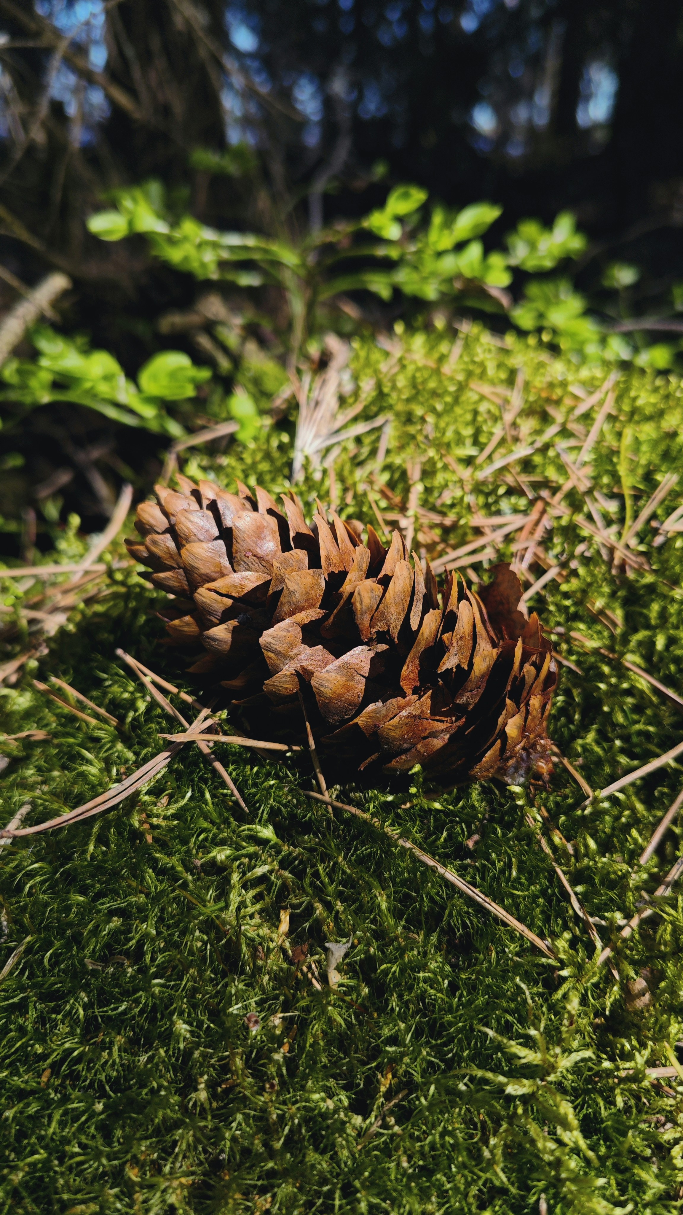 Sunlight illuminates a pinecone on vibrant green forest moss