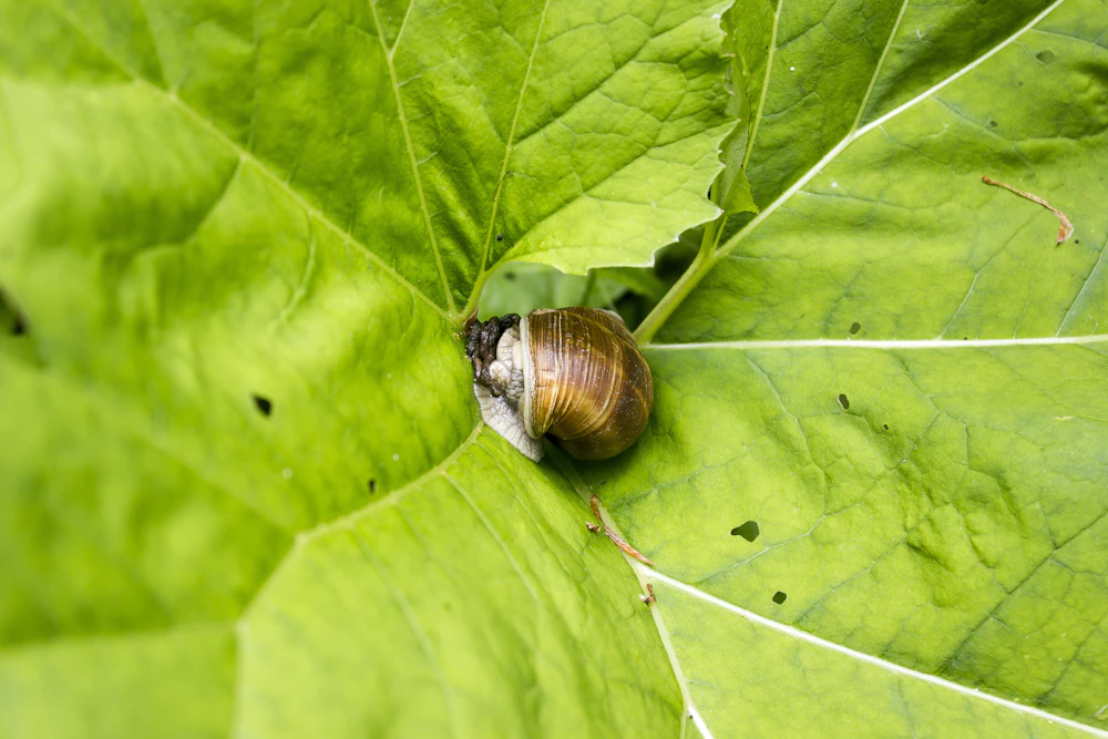 A garden snail on a large green leaf