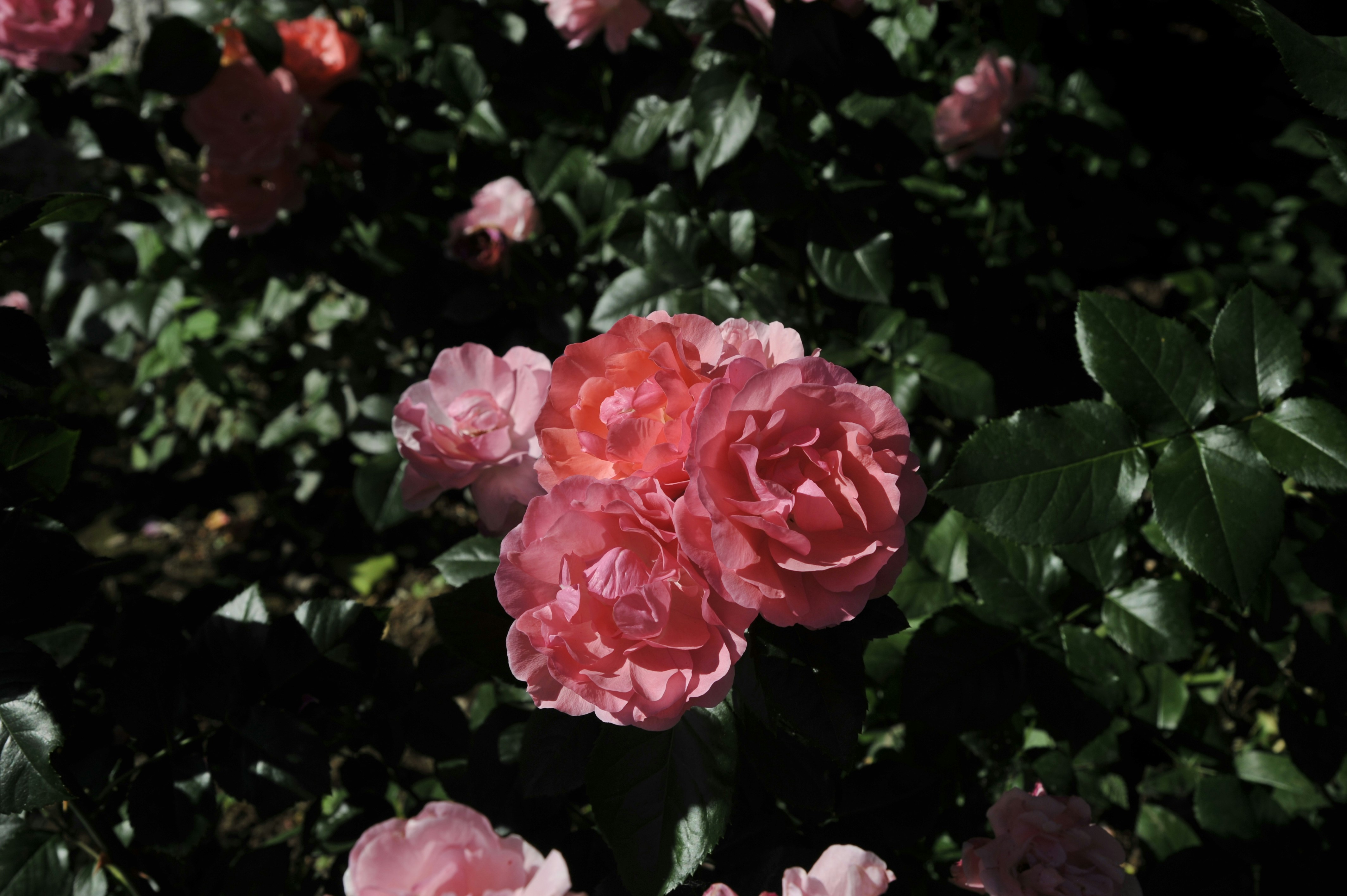 Photo by purity929