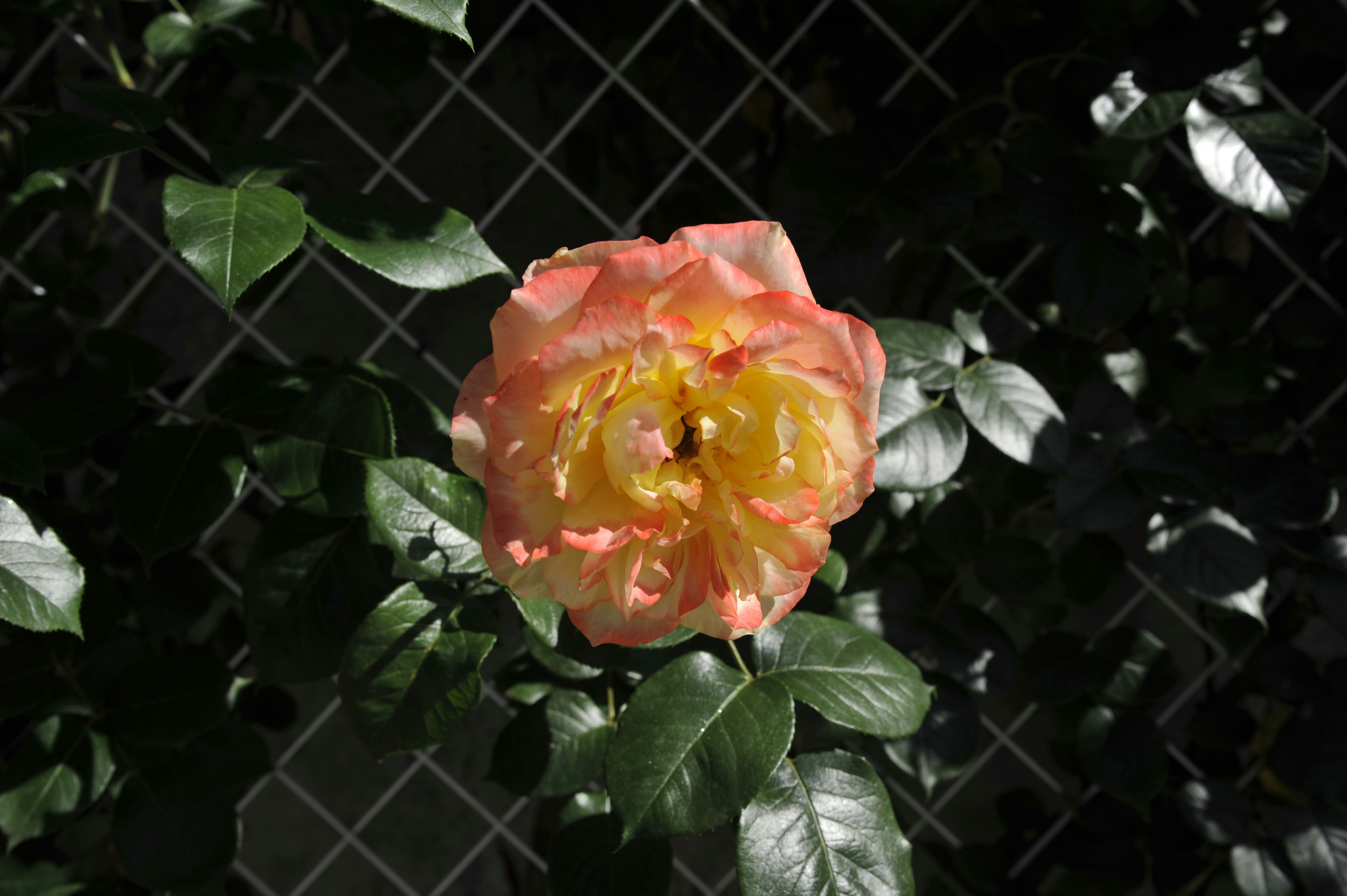 Chinese rose