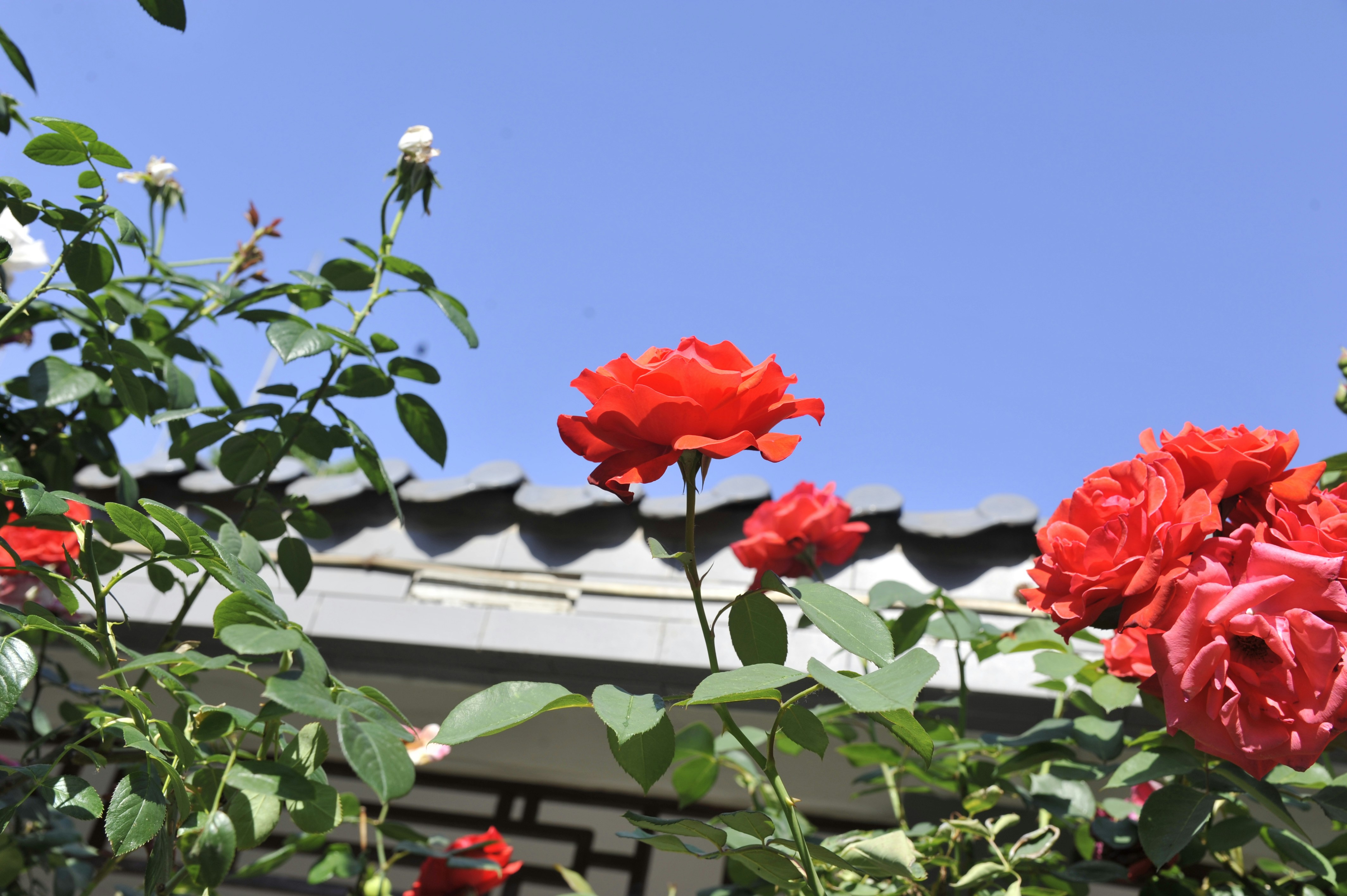 Red roses bloom under clear blue sky and traditional roof. photo – Free ...