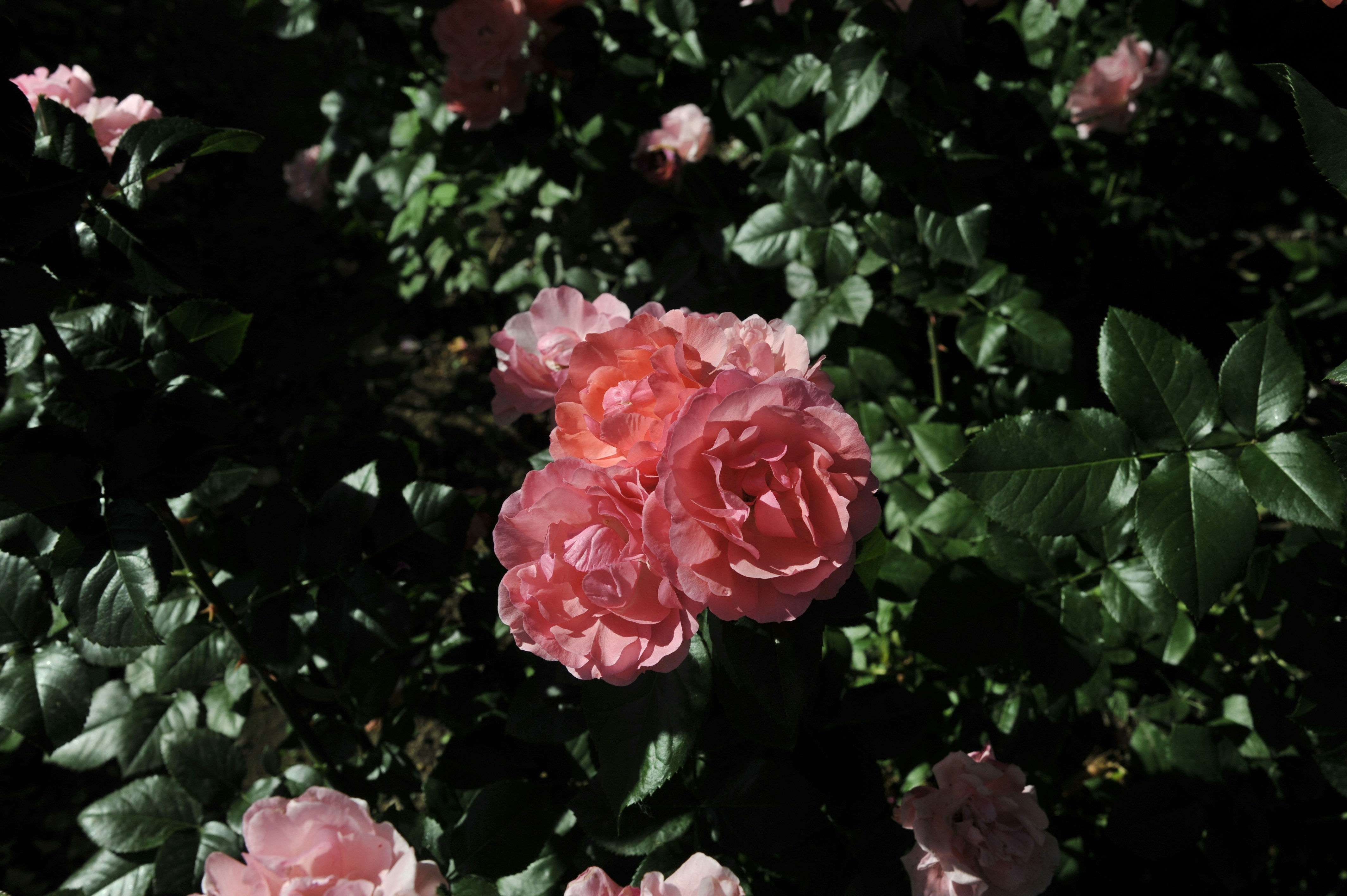 Photo by purity929