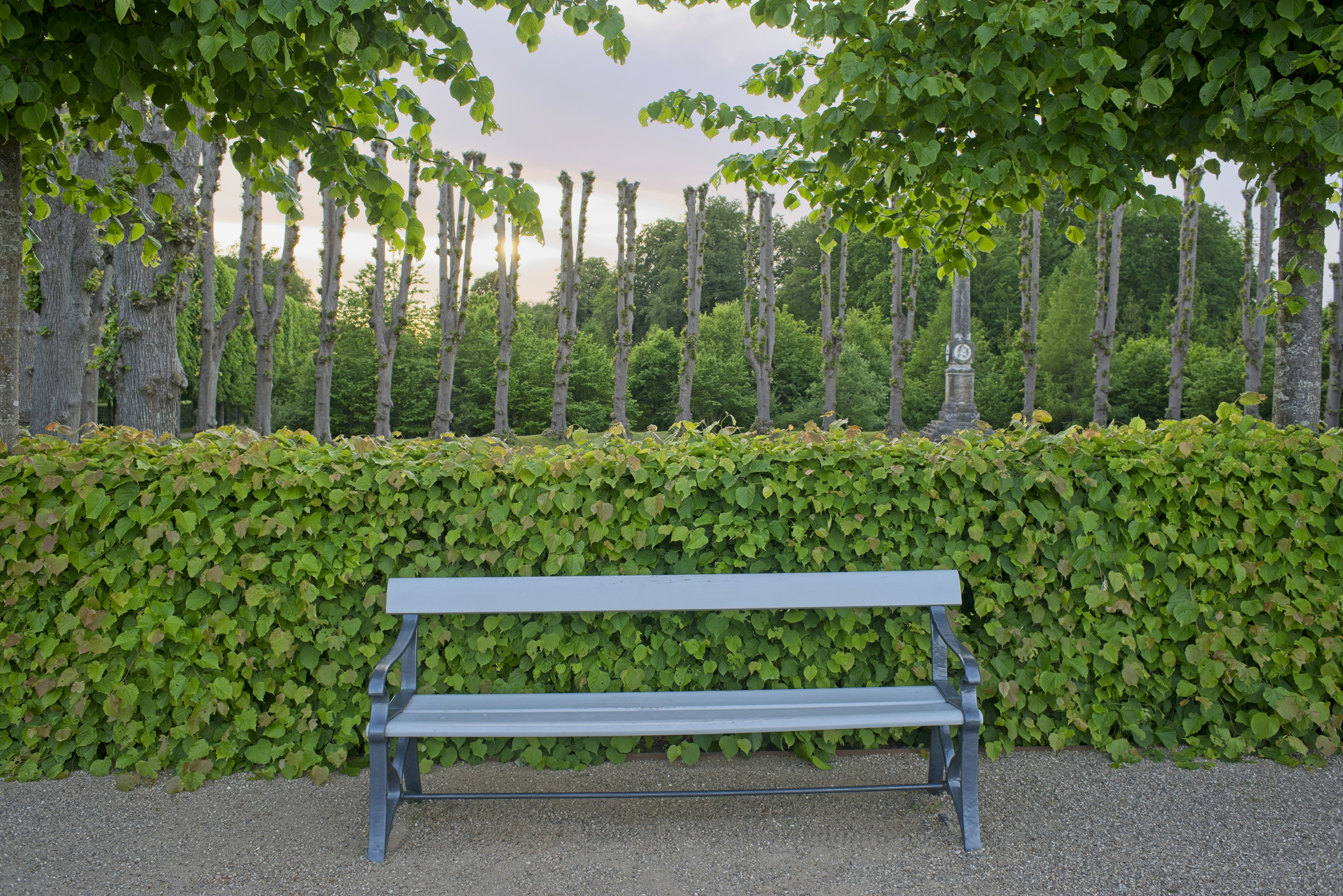 Park bench before a green hedge
