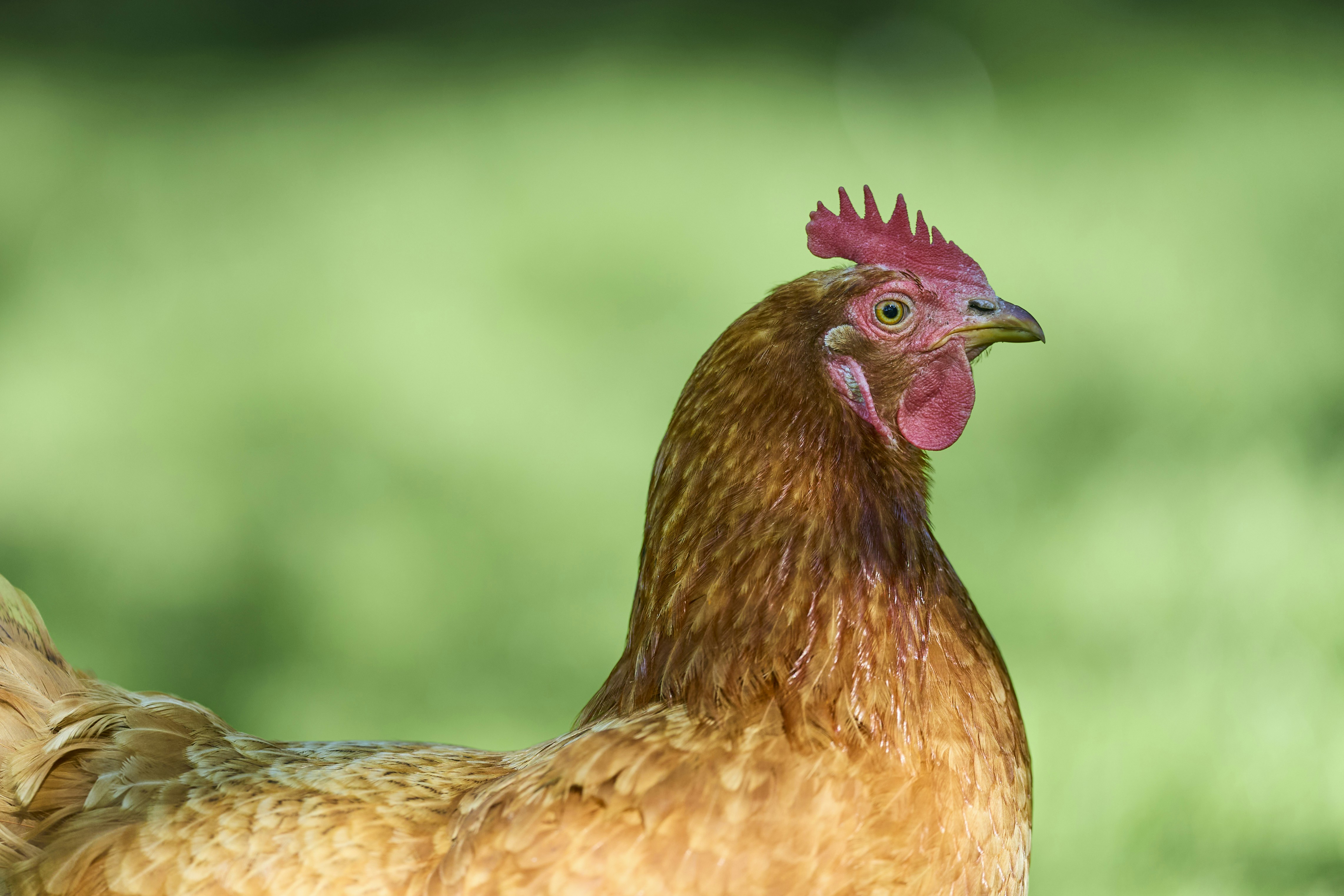 Close-up of a hen in profile against a soft green background, highlighting the head, comb, and plumage texture.