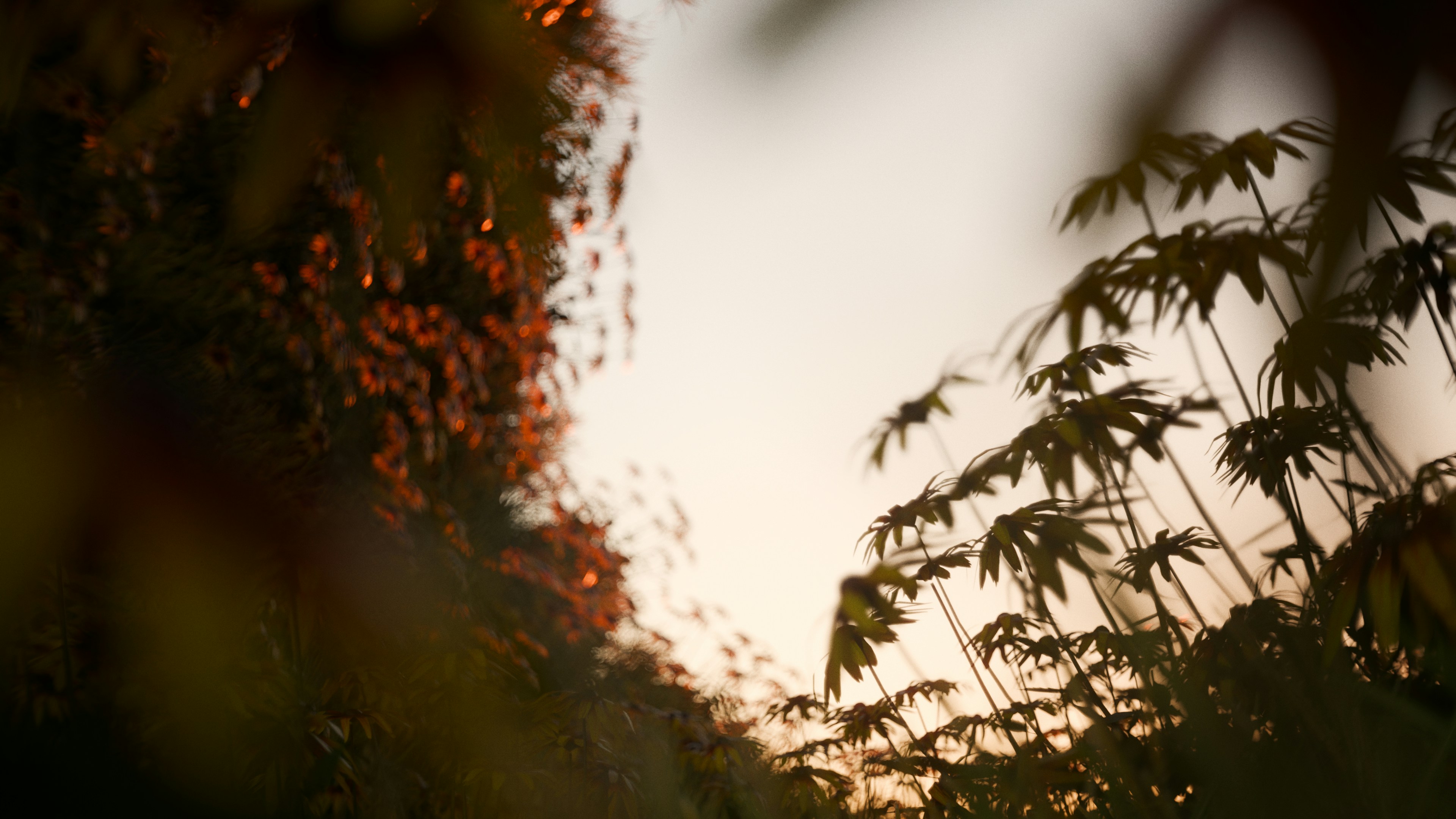 Soft sunset light filters through dense, silhouetted foliage.