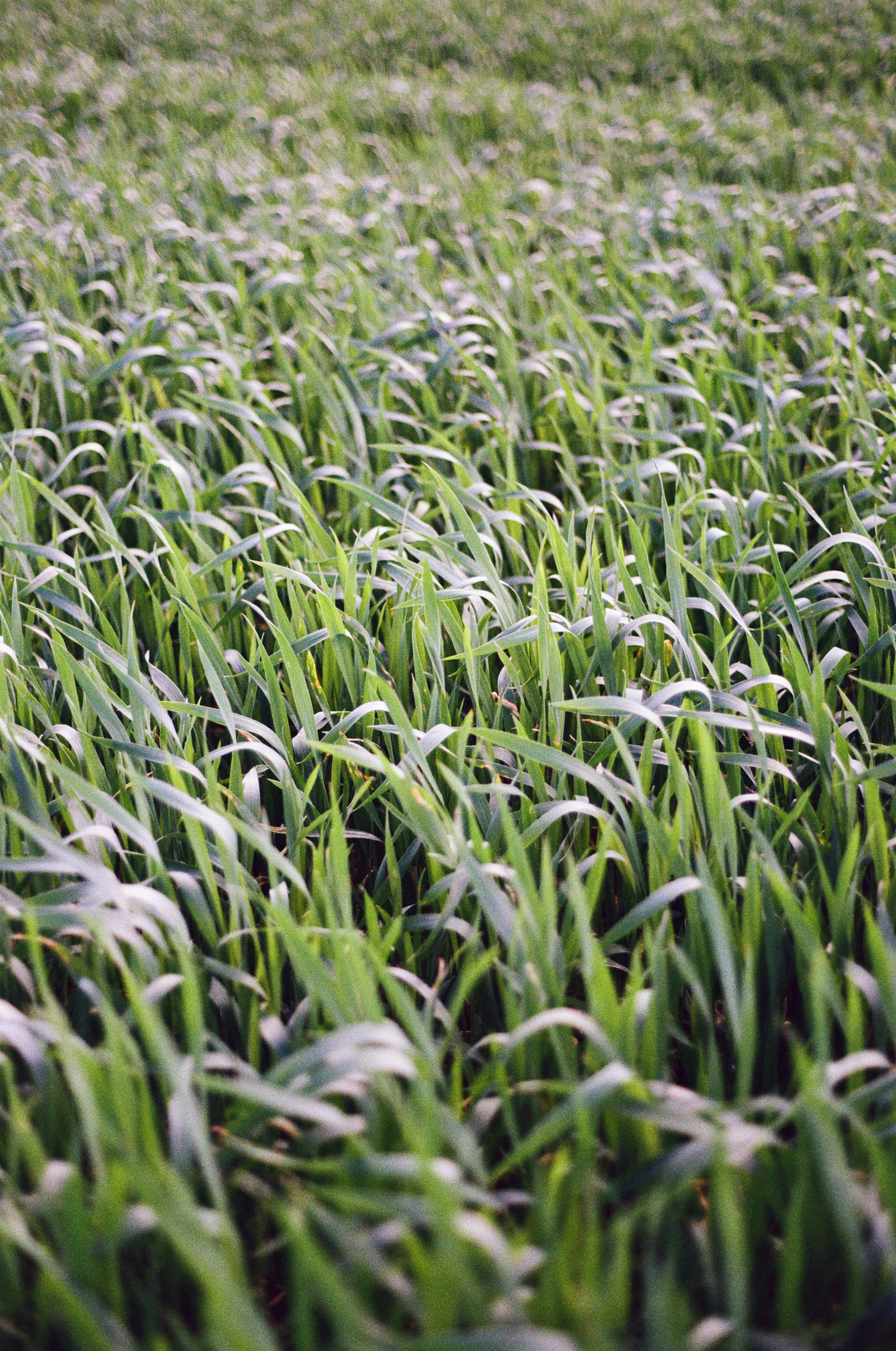 Grünes Grasfeld mit sanft wiegenden Halmen.